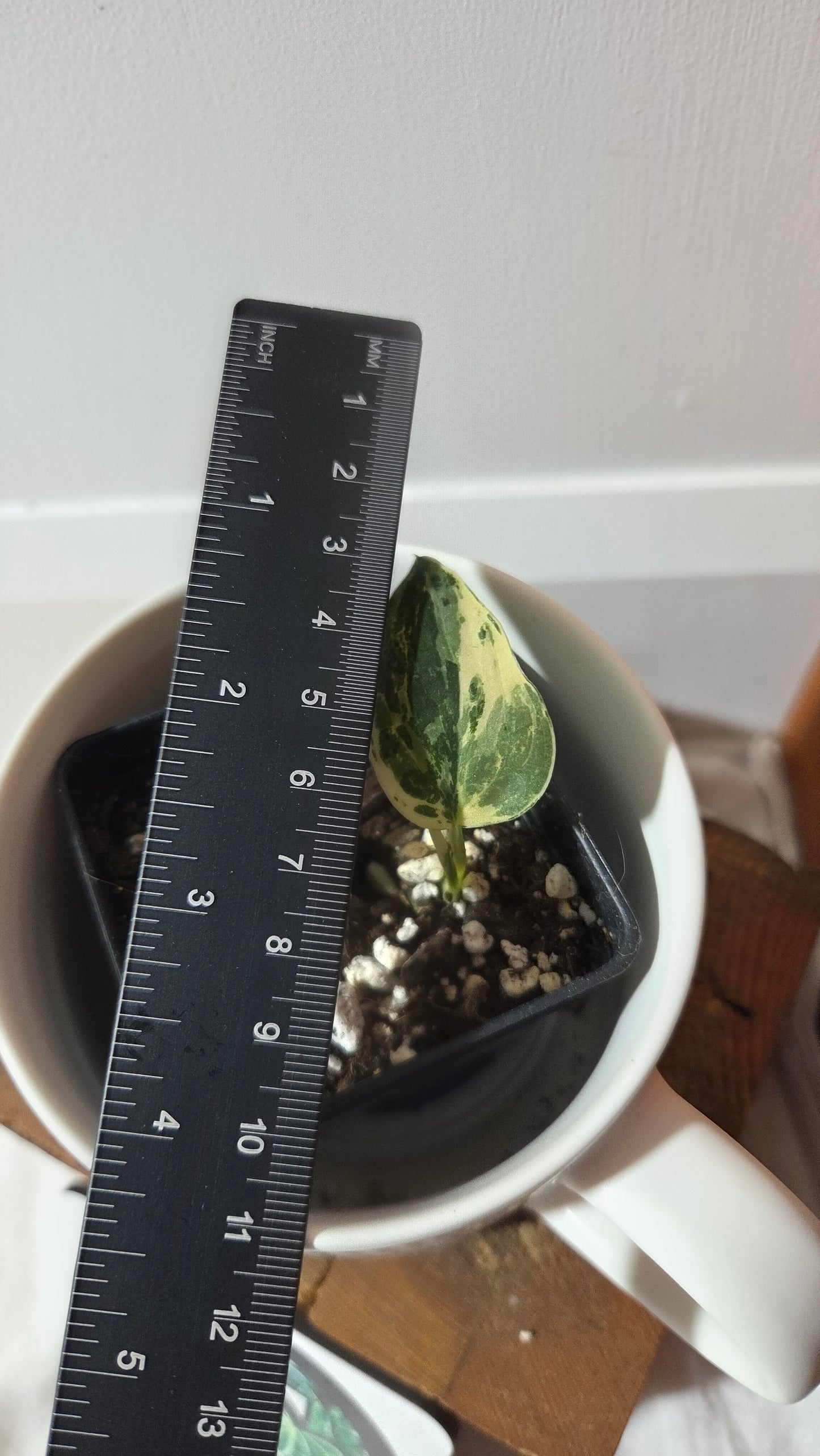 Scindapsus dark Satin Albo (SCI-1372)