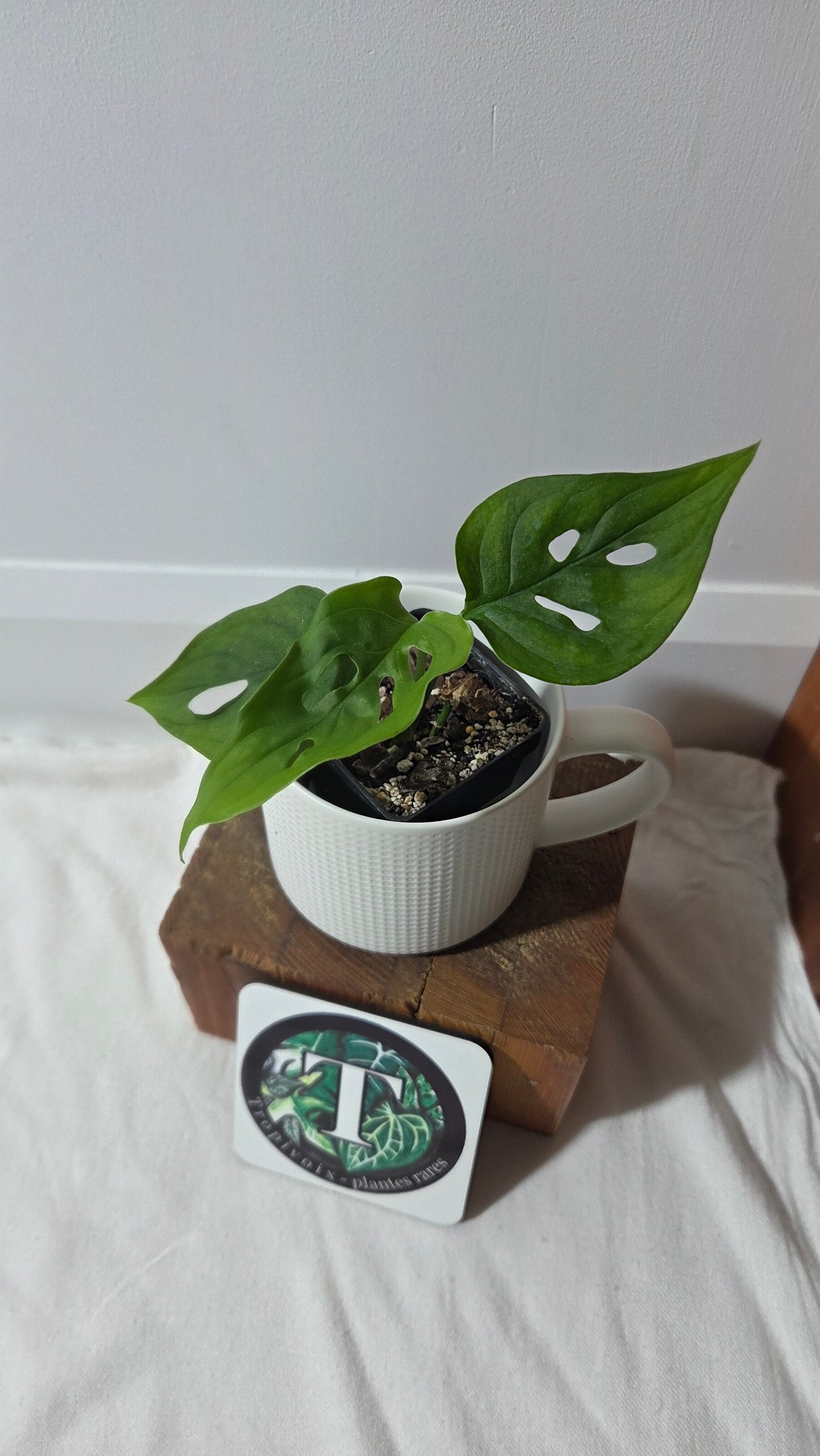 Monstera Obliqua Aff Cuyabeno (MON-320)