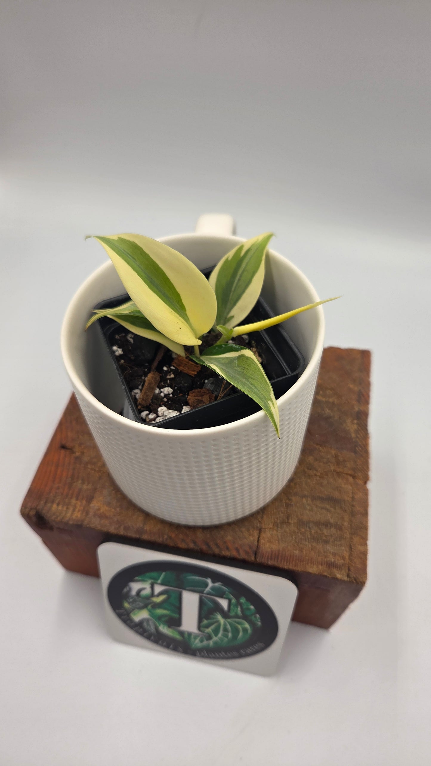 Philodendron Hederaceum Rio (PHI-821)