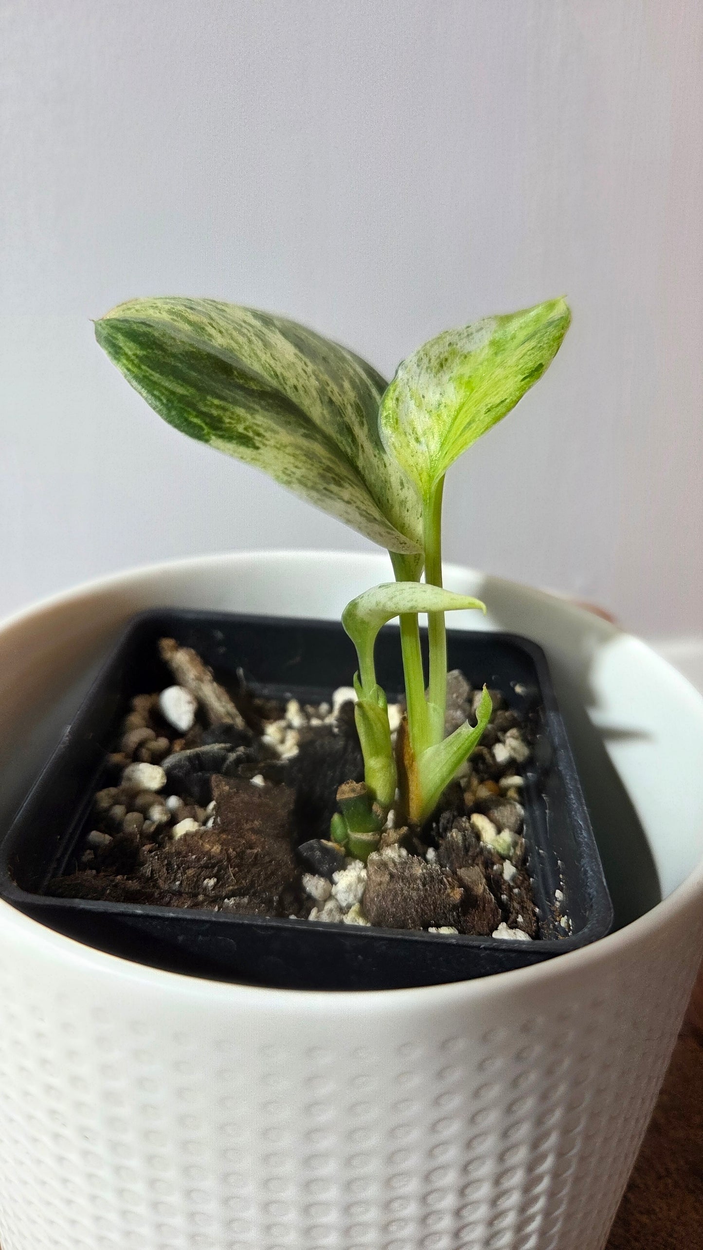 Scindapsus Moonlight Marble (SCI-1393)