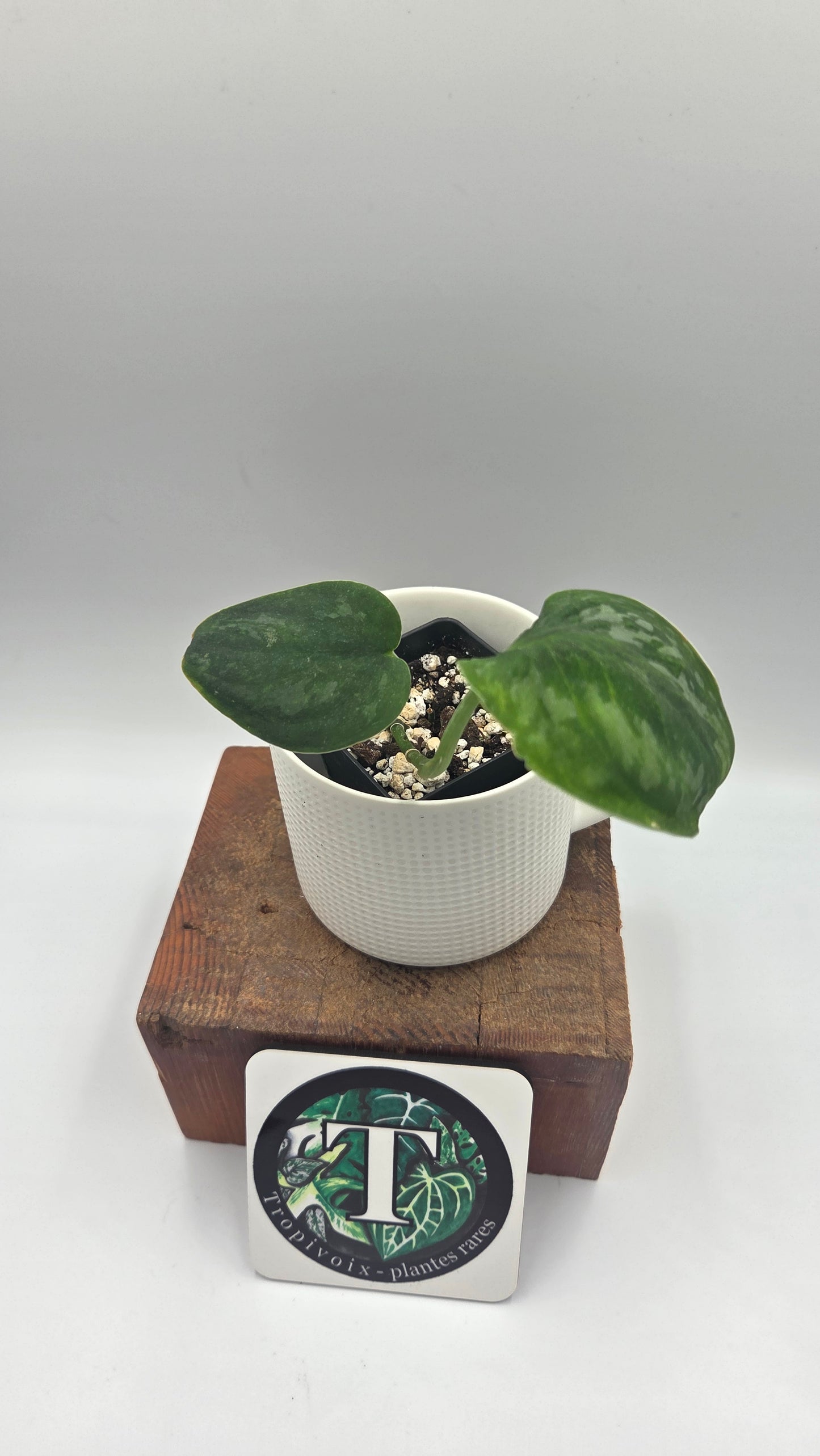 Scindapsus Green Emerald (SCI-1477)