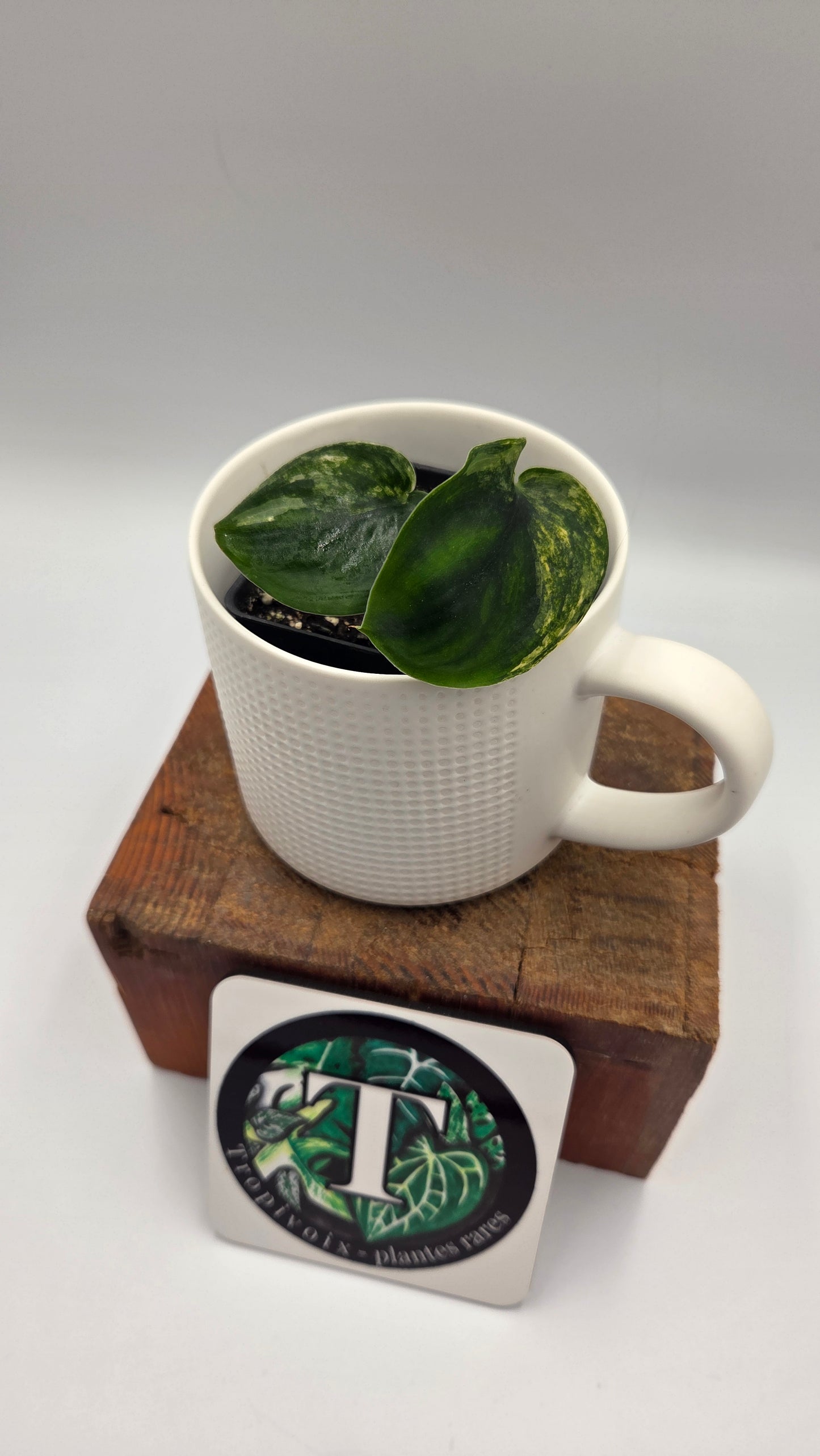 Scindapsus Jade Satin Albo (SCI-712)