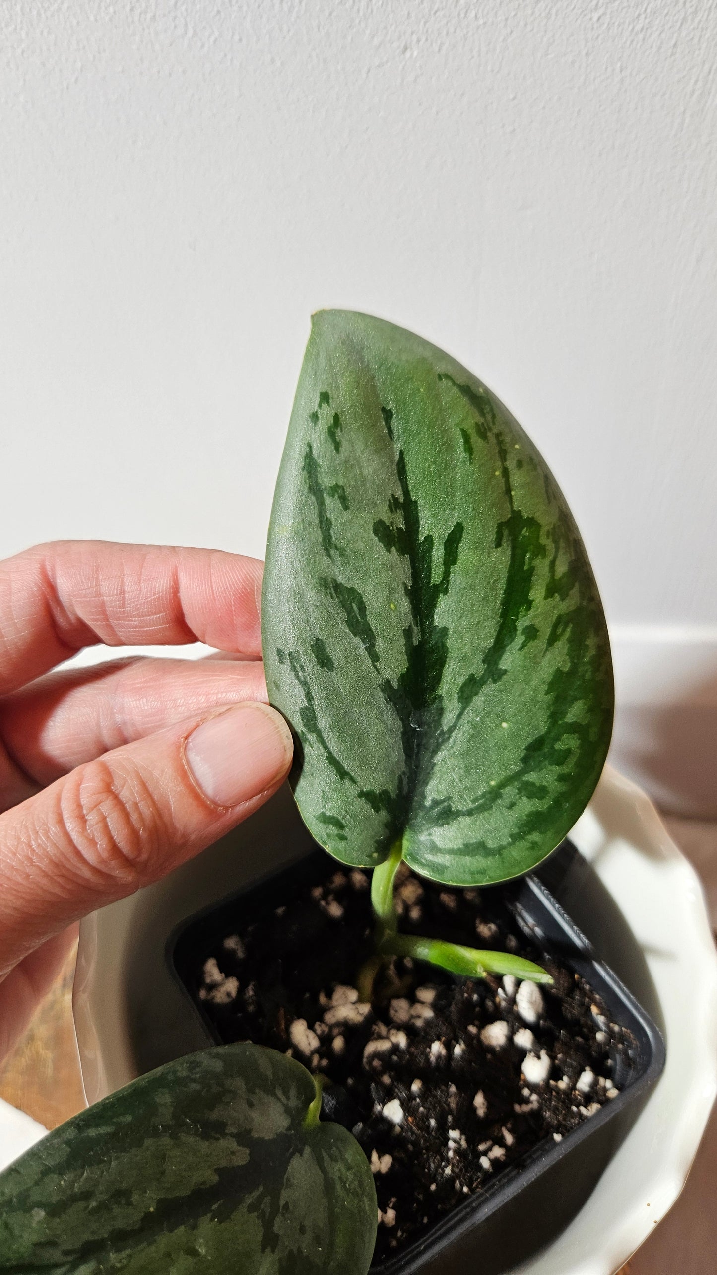 Scindapsus Army  (SCI-991)