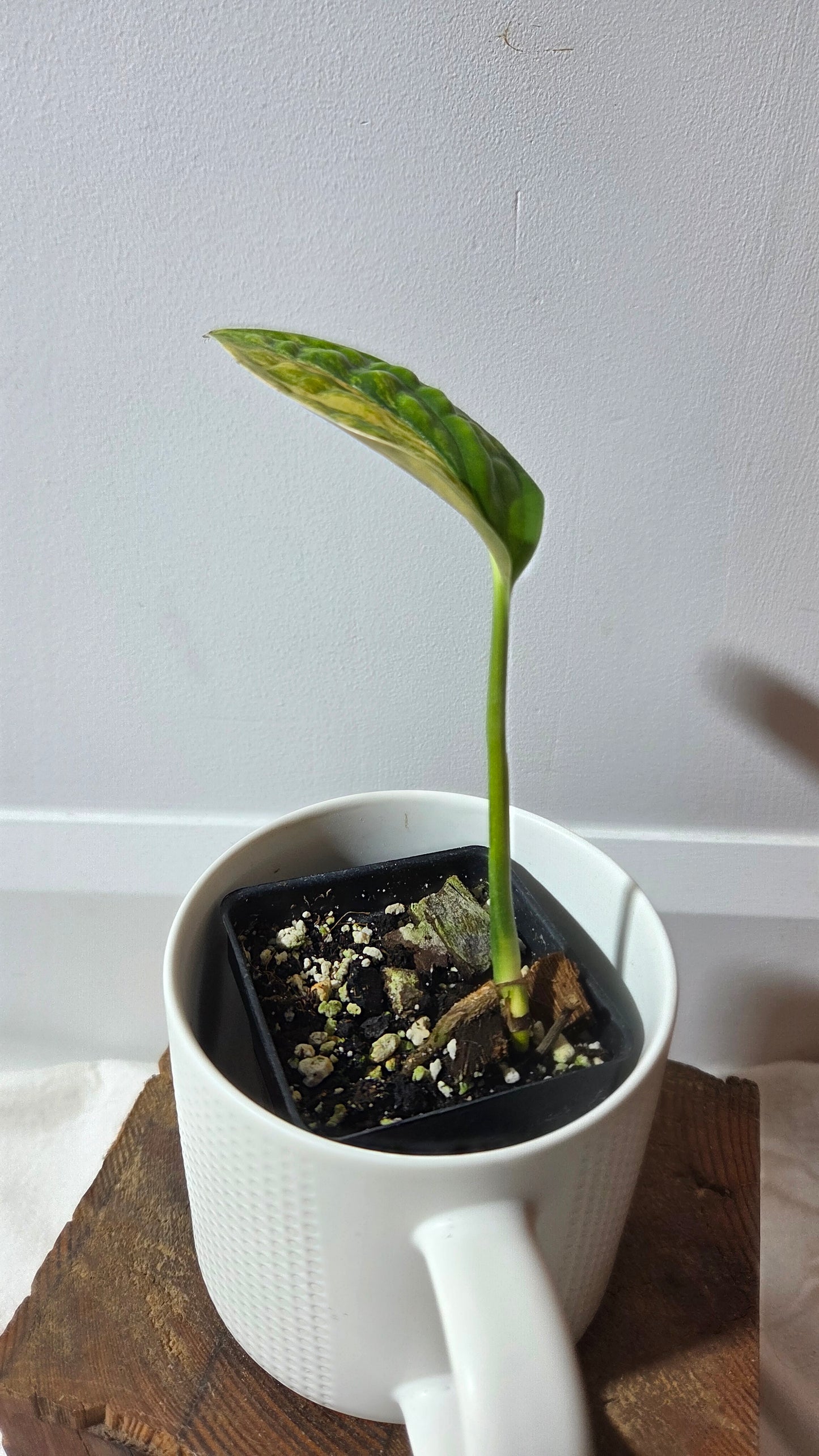 Monstera Karstenianum/Peru Variegata (MON-402)