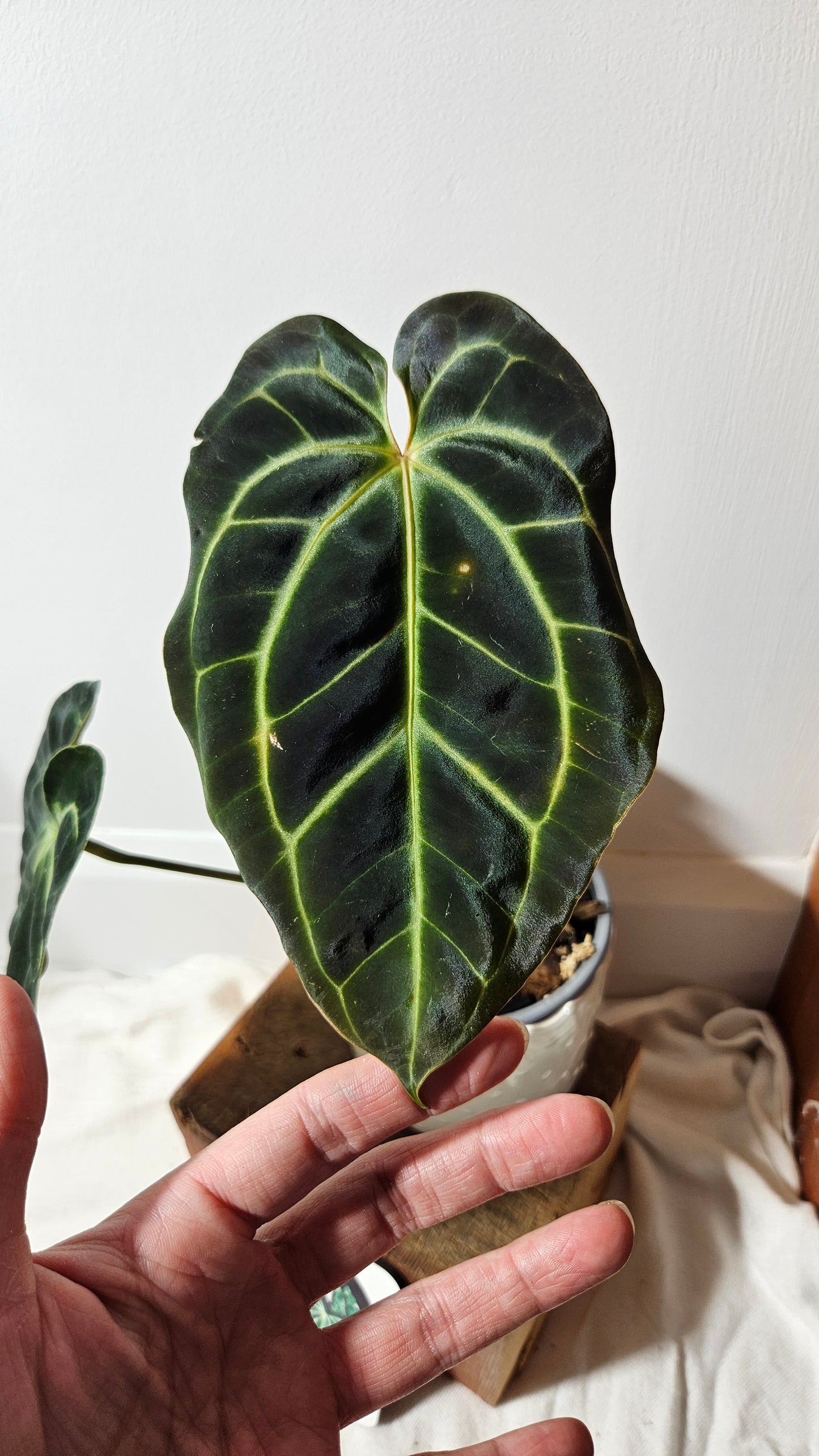 Anthurium Besseae Aff Super Dark "Format MOYEN" (ANT-206)