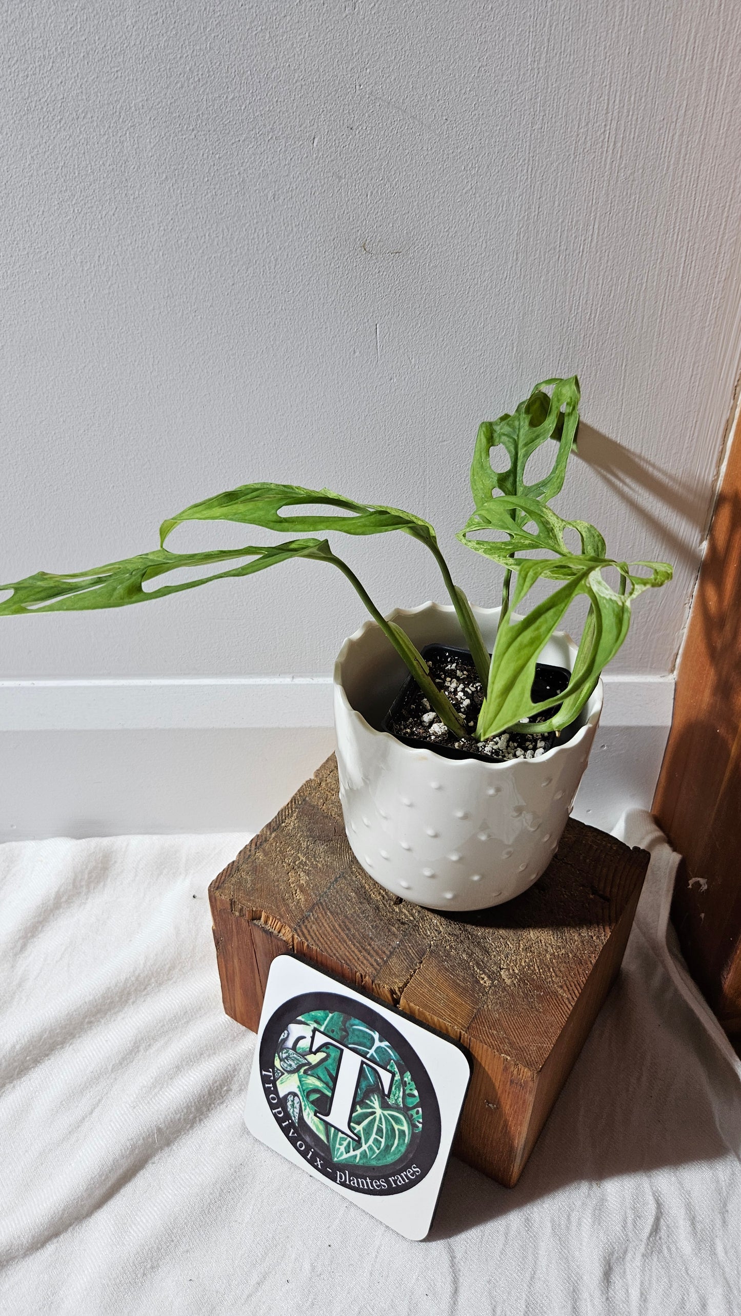 Monstera Andasonii Mint/Indo (MON-419)
