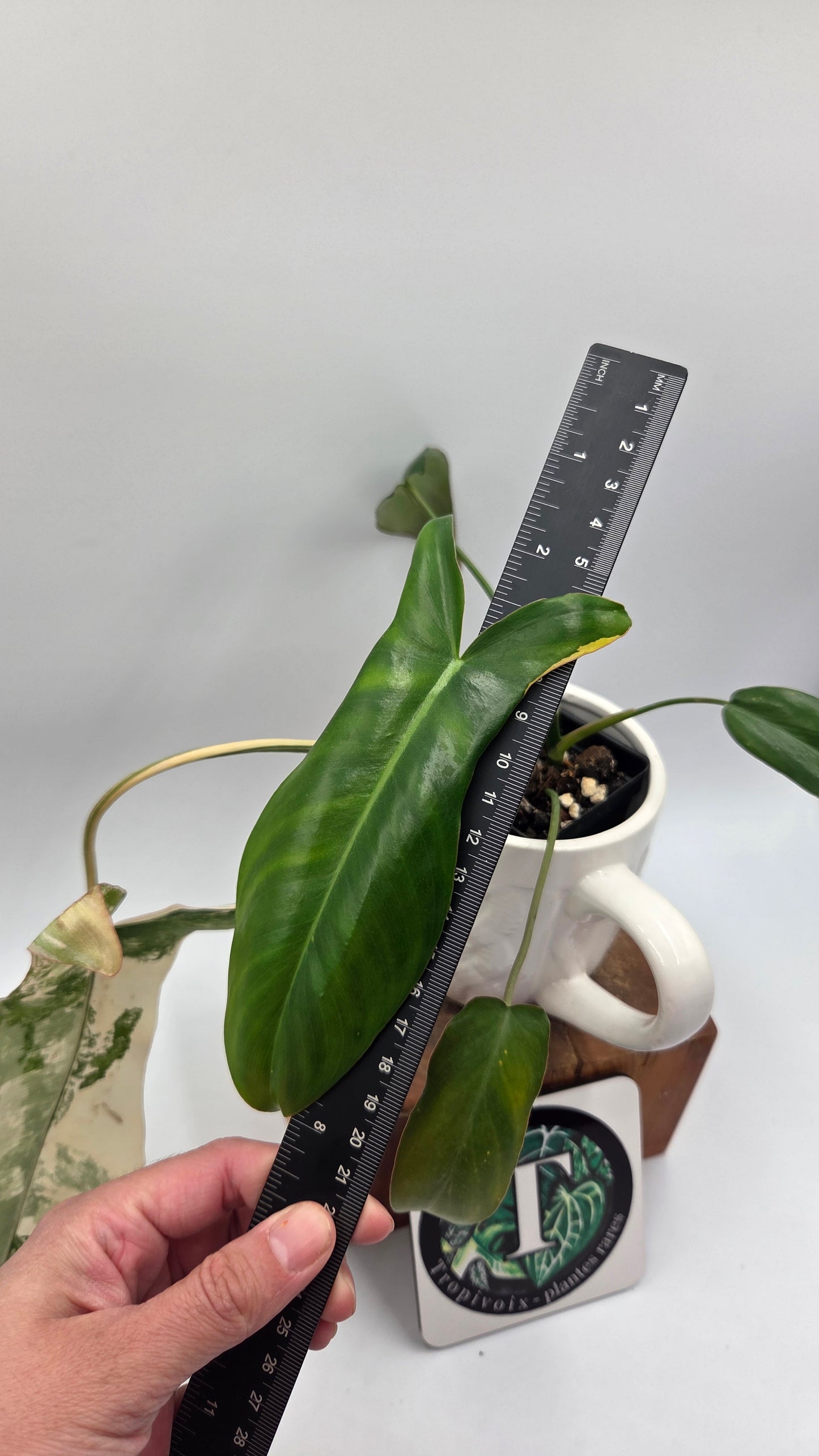 Philodendron Paradise Beauty (FloridaBeautyXParaiso Verde)(PHI-1025)