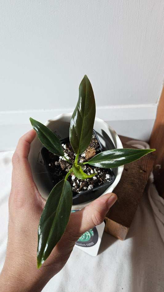 Philodendron Subhastatum Blood (PHI-840)