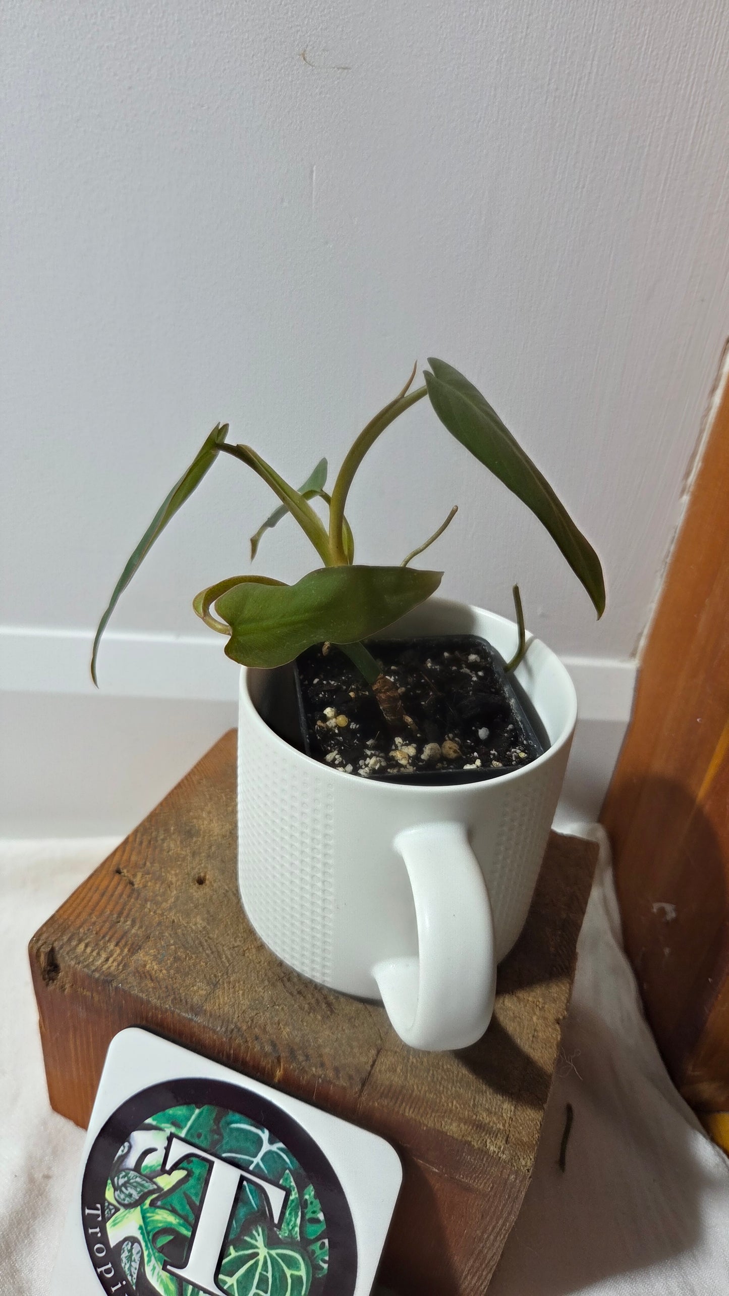 Philodendron Maximum (PHI-383)