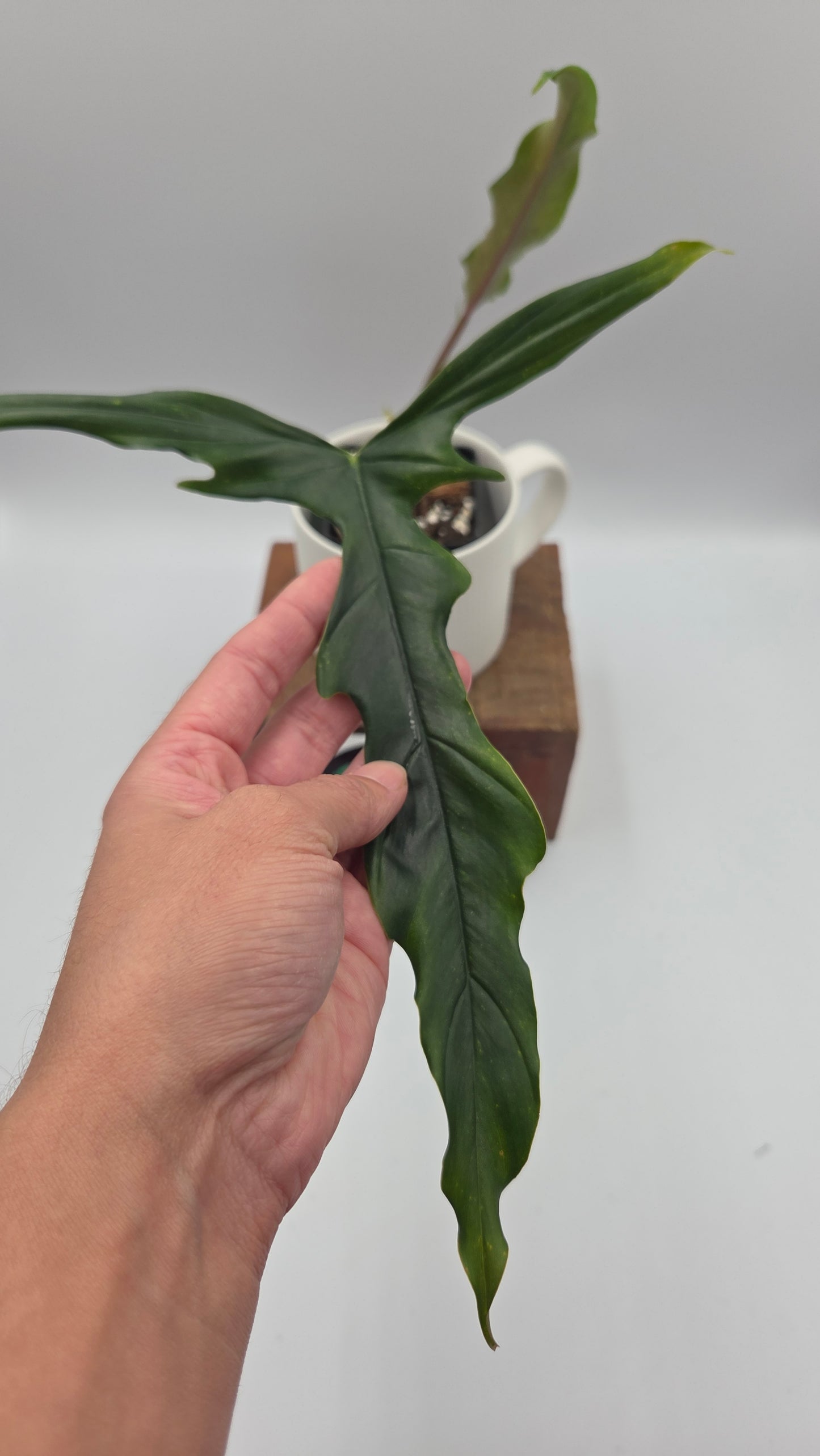 Philodendron Lavinia /(Paloraense cf X Tortum) (PHI-1079)