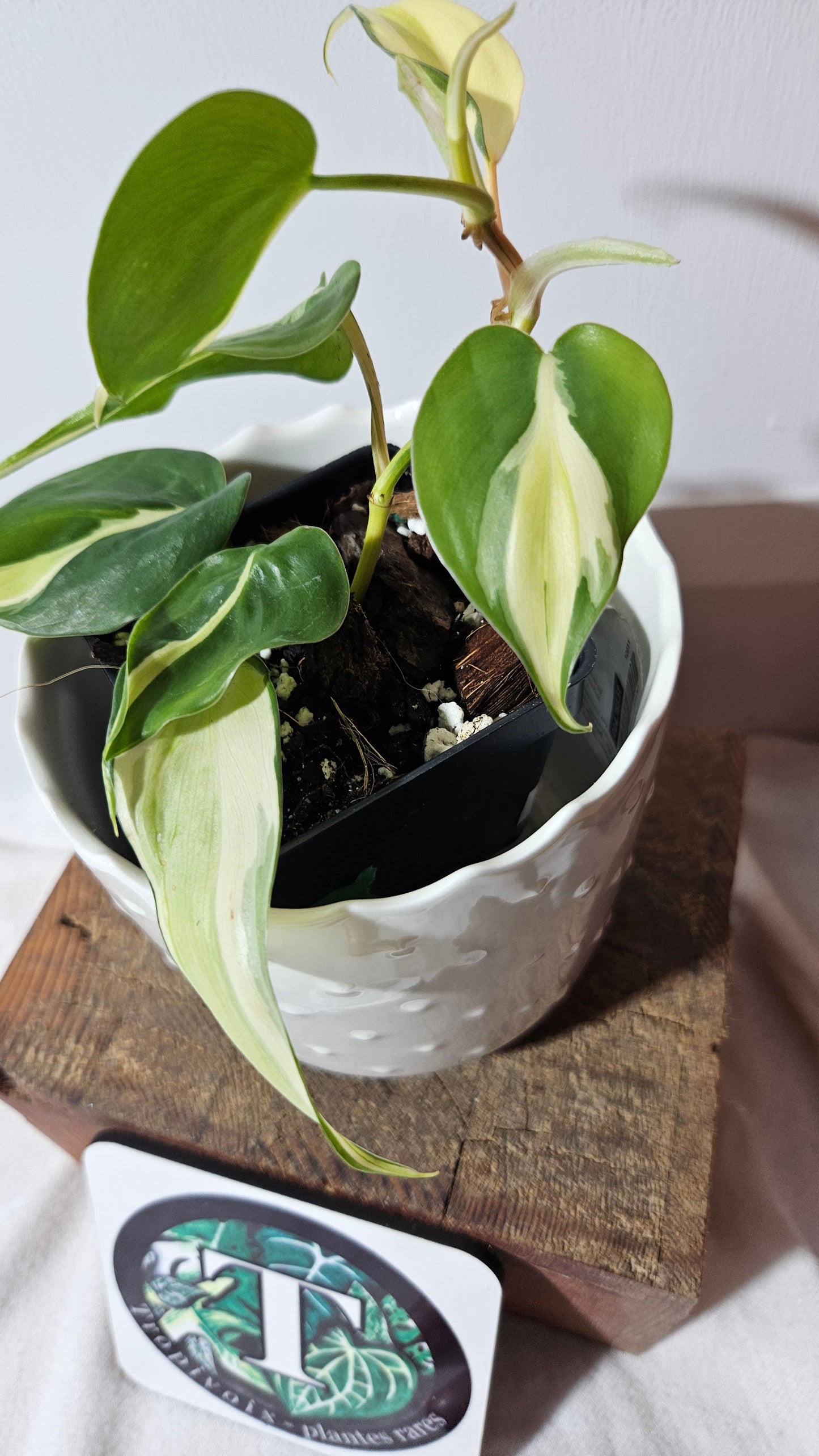 Philodendron Hederaceum Silver Stripe (PHI-737)