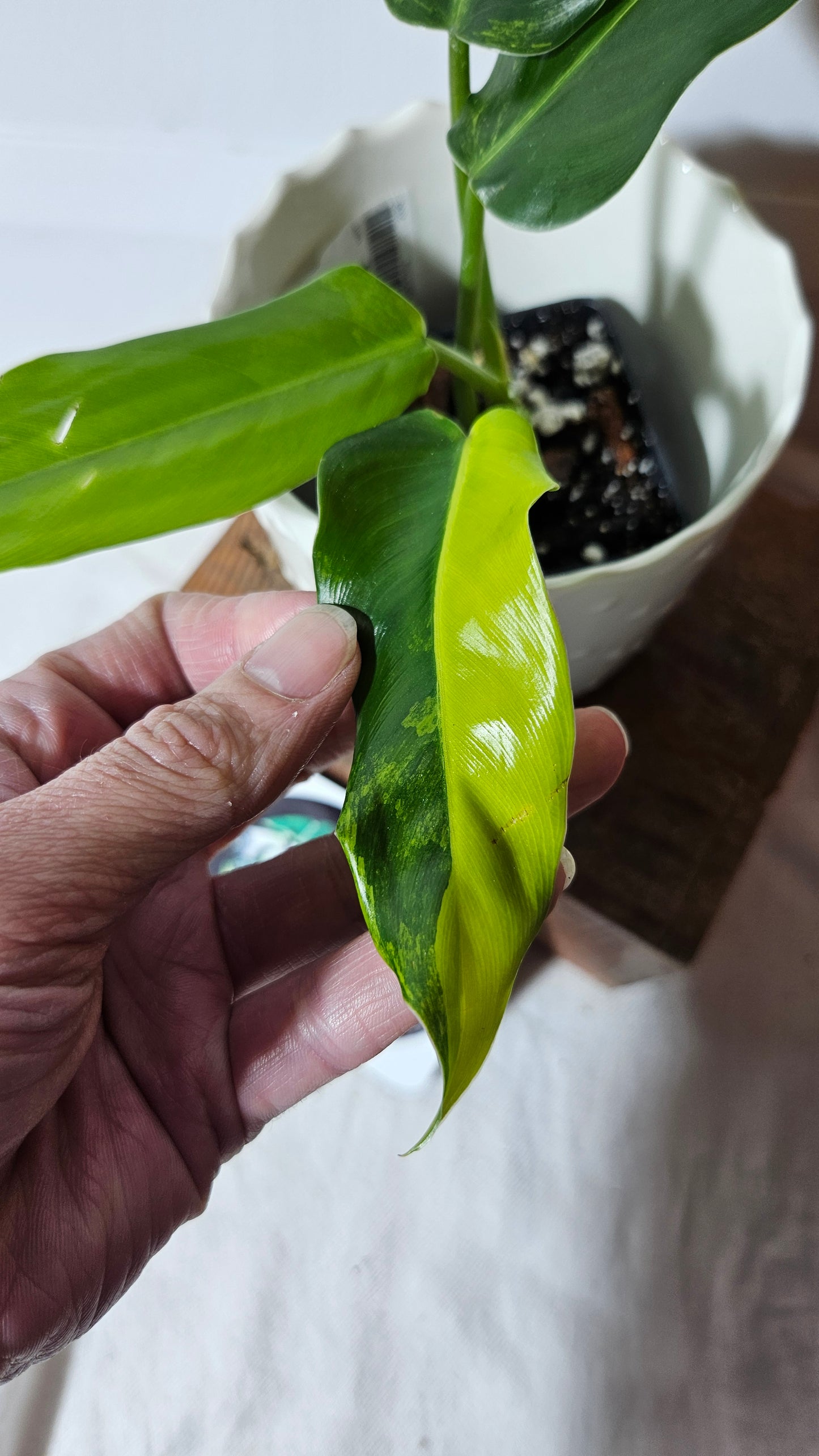 Philodendron Domesticum Variegata (PHI-667)