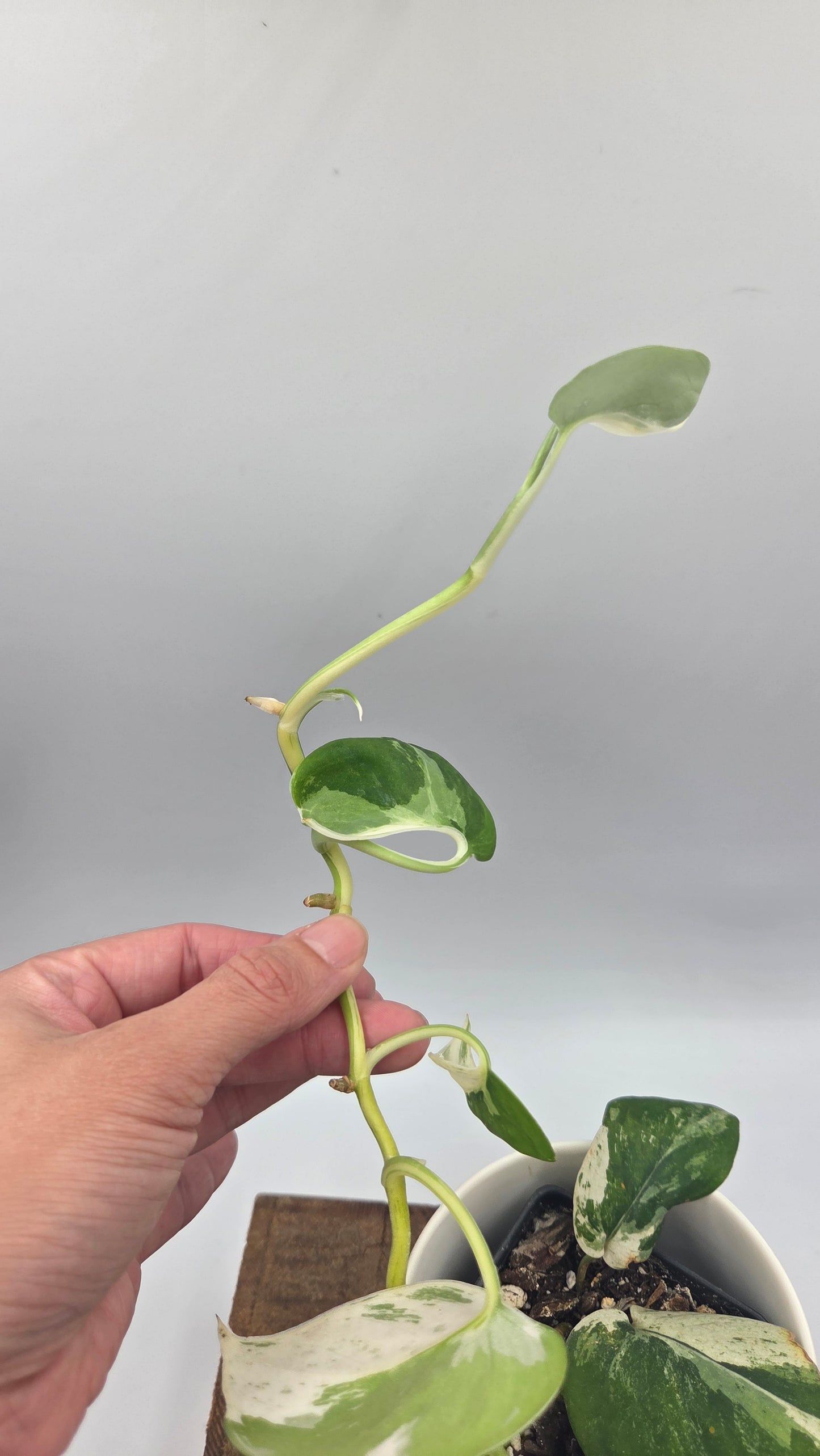 Scindapsus Silver Splash Variegata (SCI-578)