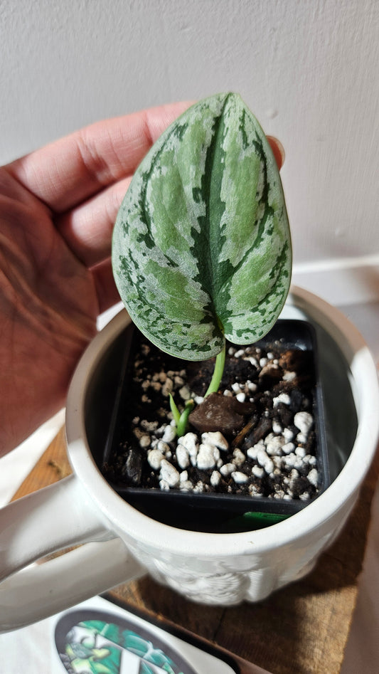 Scindapsus Tricolore silver Platinum (SCI-1140)