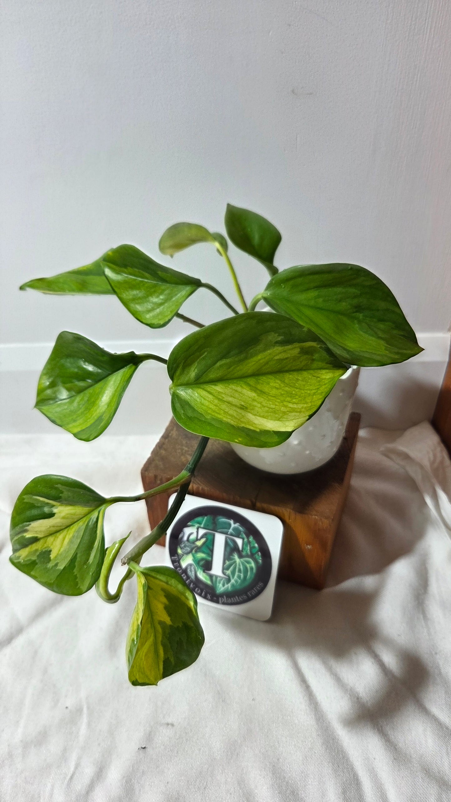 Epipremnum Aureum Manjula yellow/Olivia/Mint (EPI-238)