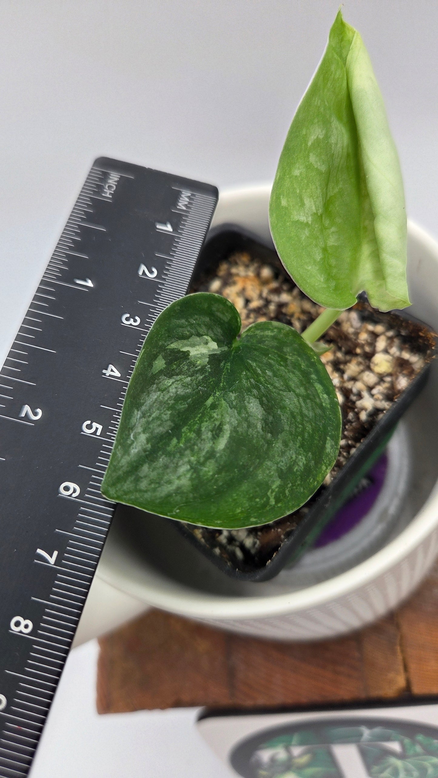 Scindapsus Black Dragon Variegata (SCI-1441)