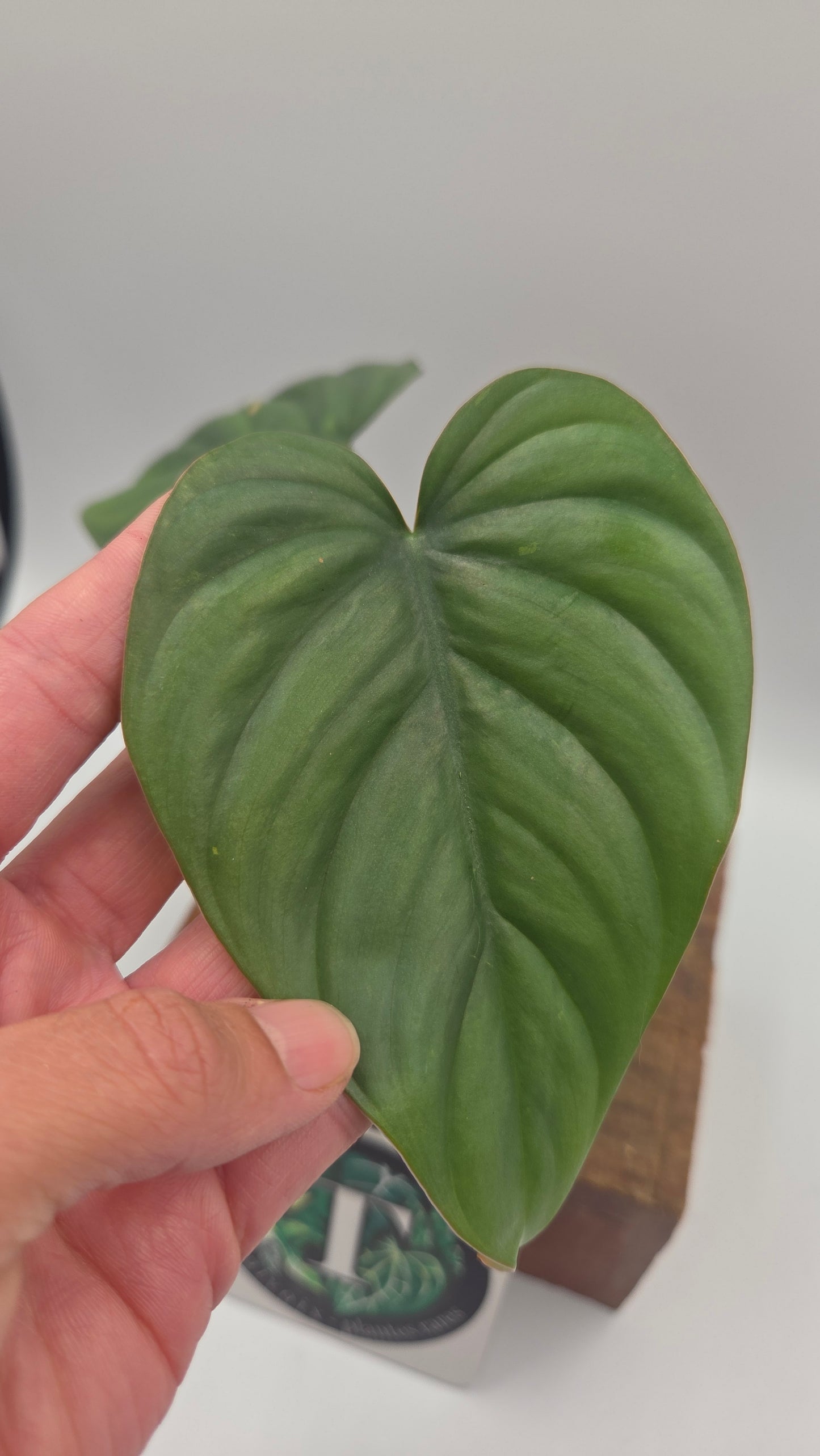Philodendron Aff Colombia Platinum (PHI-1070)