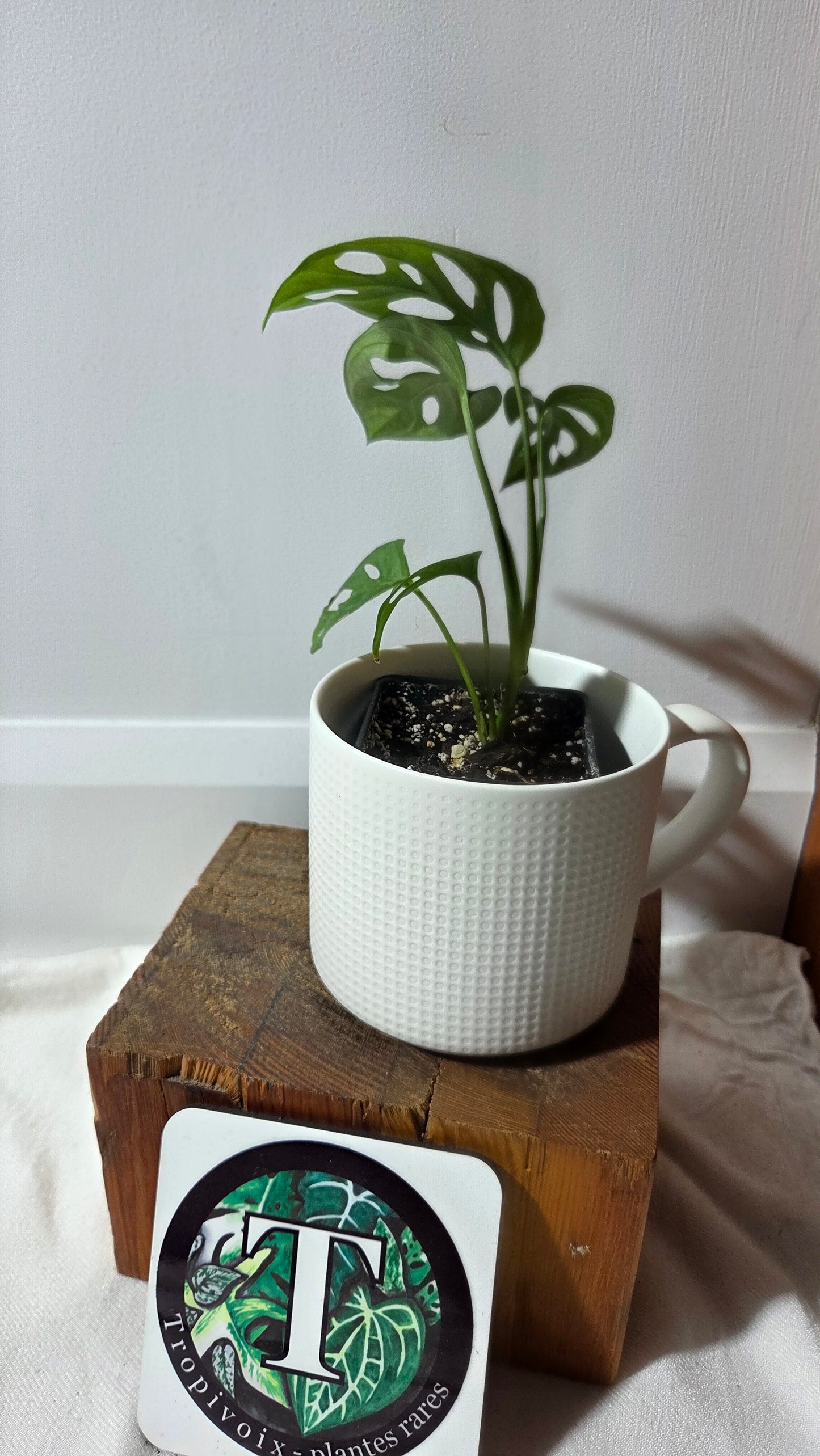 Monstera Acuminata (MON-520)