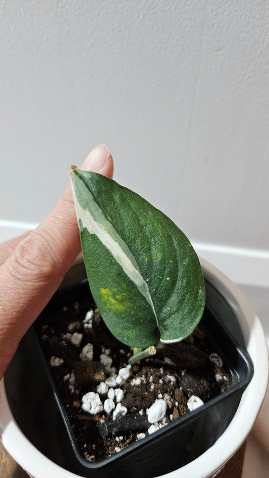 Scindapsus Silver Satin albo (SCI-1246)