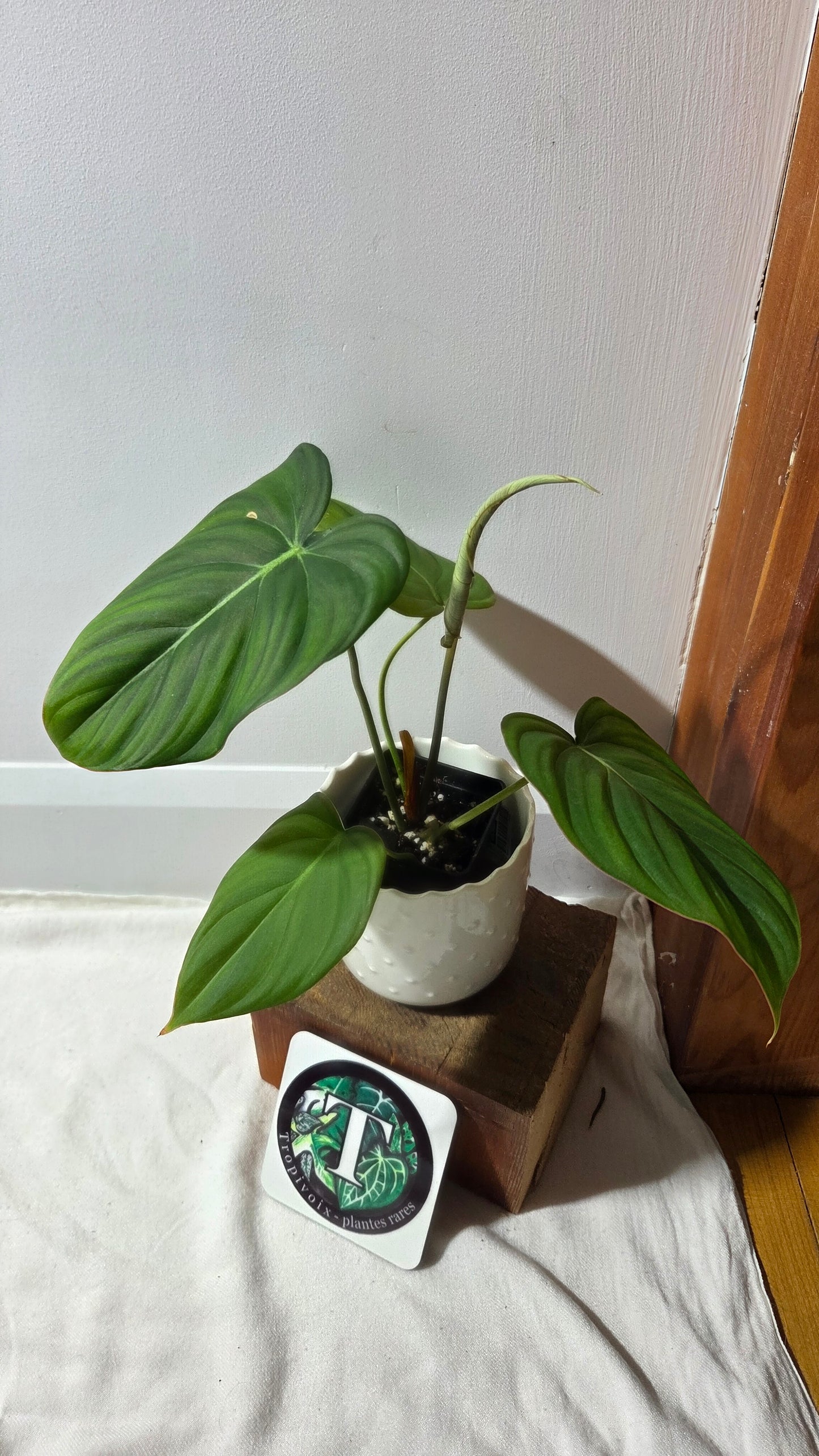 Philodendron Dean McDowell (PHI-992)
