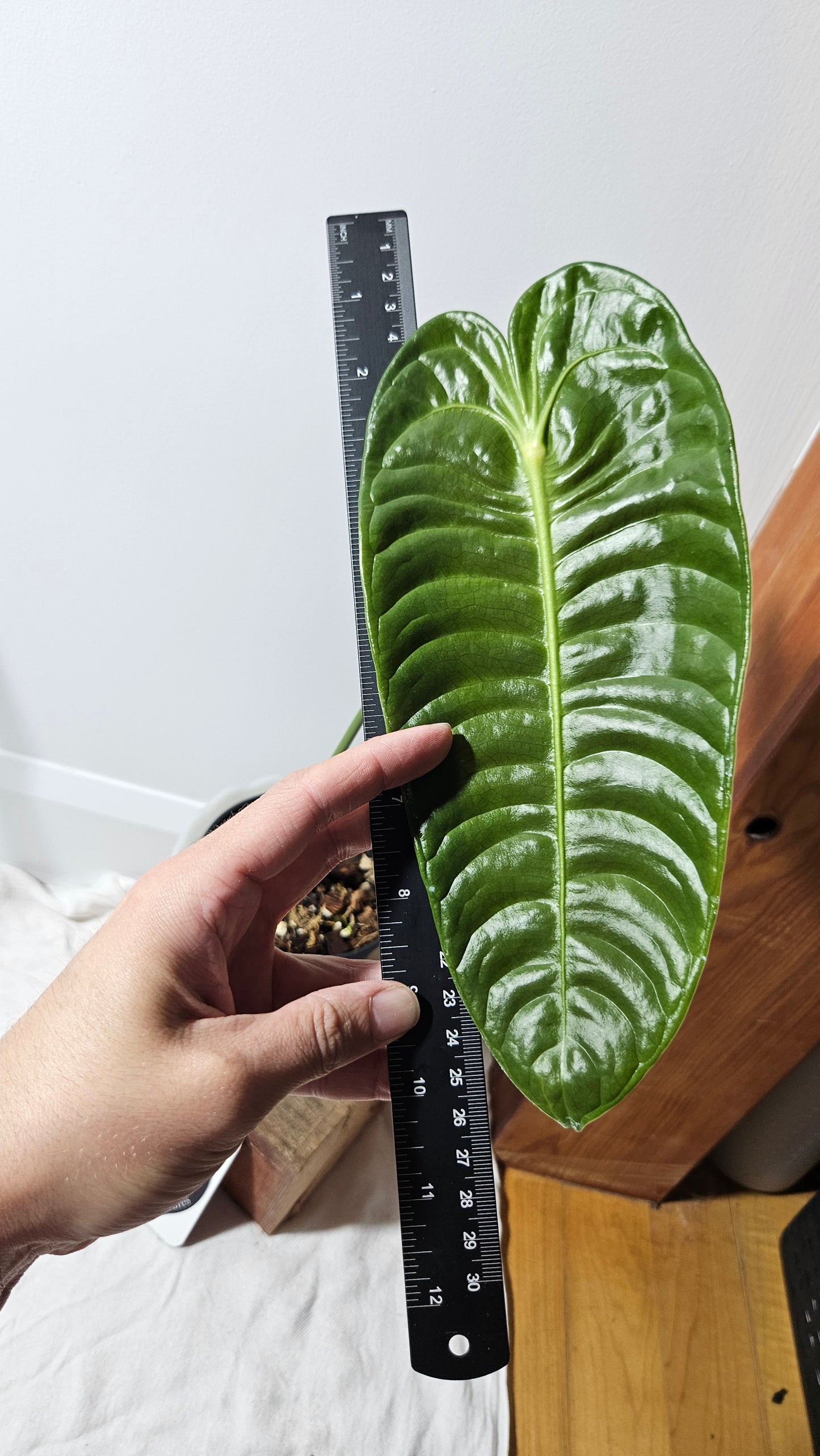 Anthurium Veitchii "format LARGE" (ANT-133)