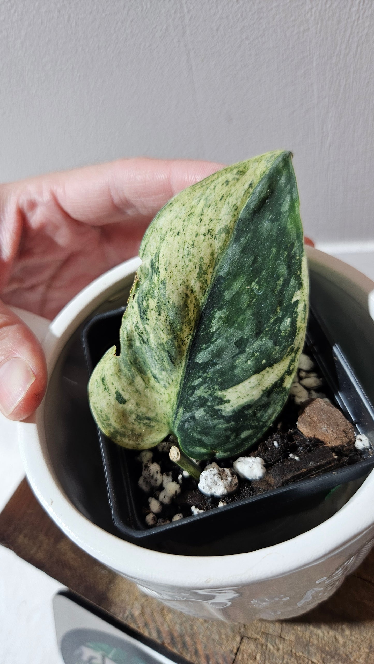 Scindapsus Silver Cloud mutation (SCI-1089)