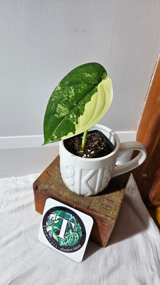 Syngonium Chiapense Albo (SYN-464)