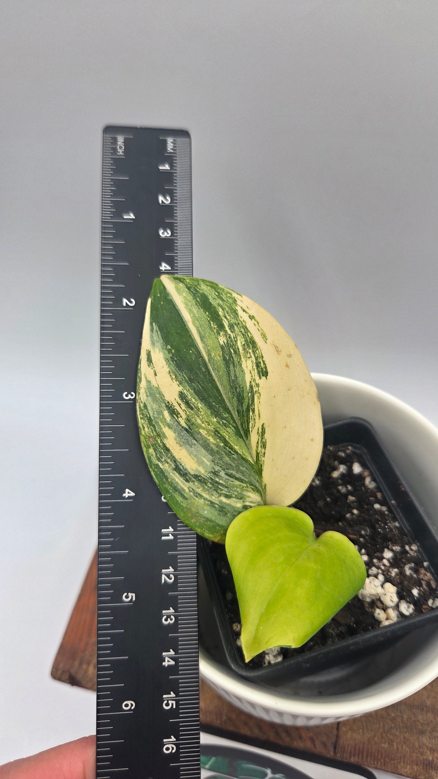 Scindapsus Rubicon (SCI-1471)