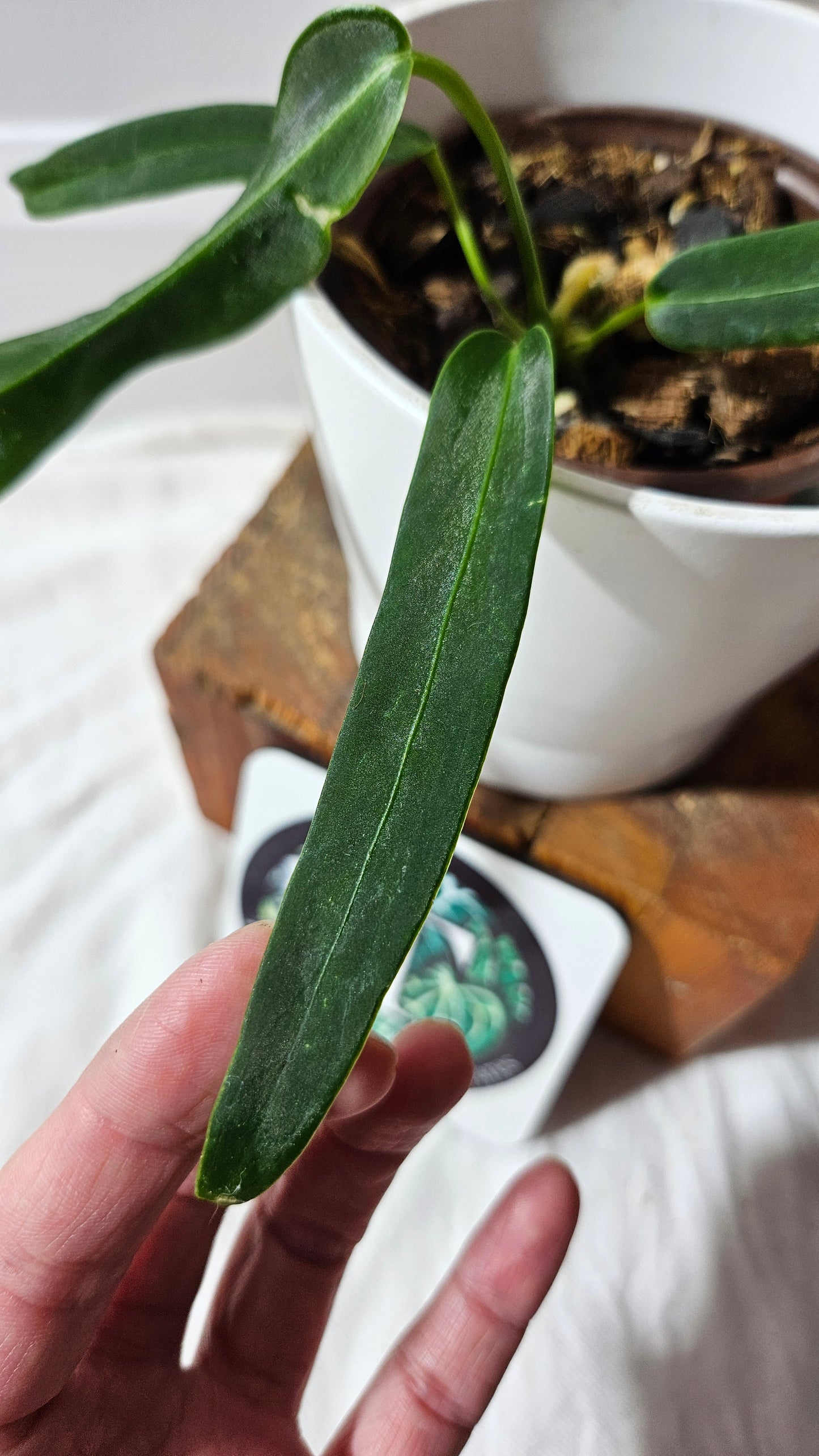 Anthurium Cirinoi aff Black Velvet "format MOYEN"(ANT-624)