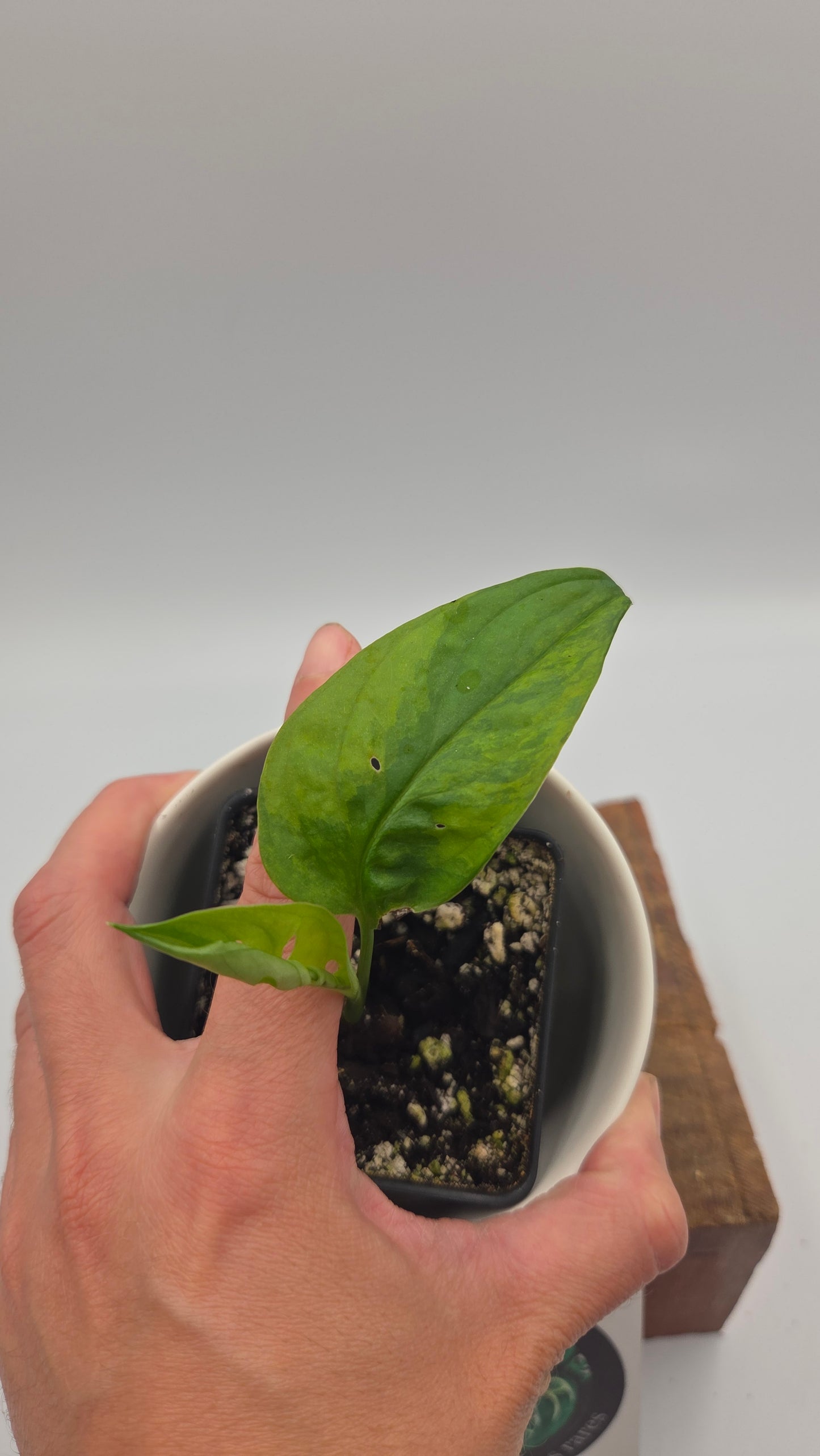 Monstera Andasonii Aurea (MON-218)