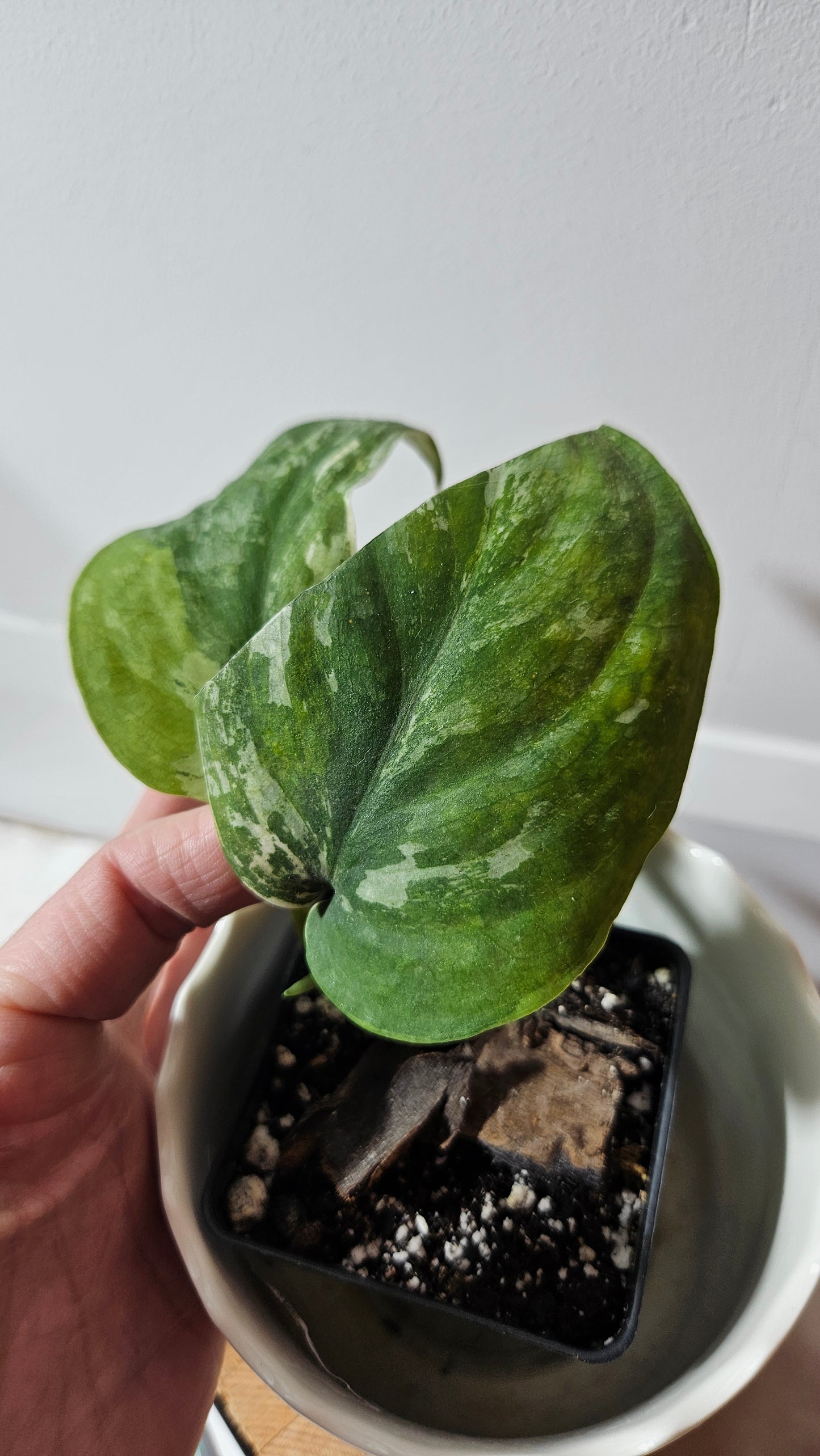 Scindapsus Dark Splash Variegata (SCI-643)