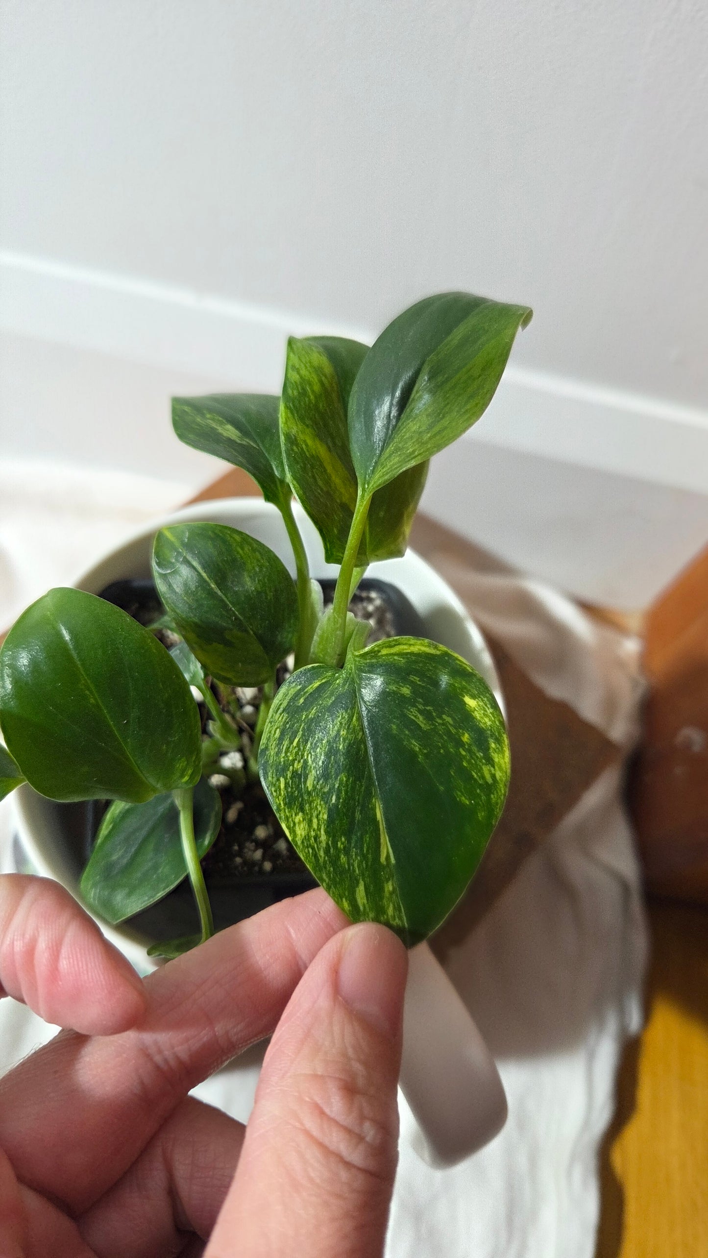 Monstera Standleyana Aurea (MON-486)