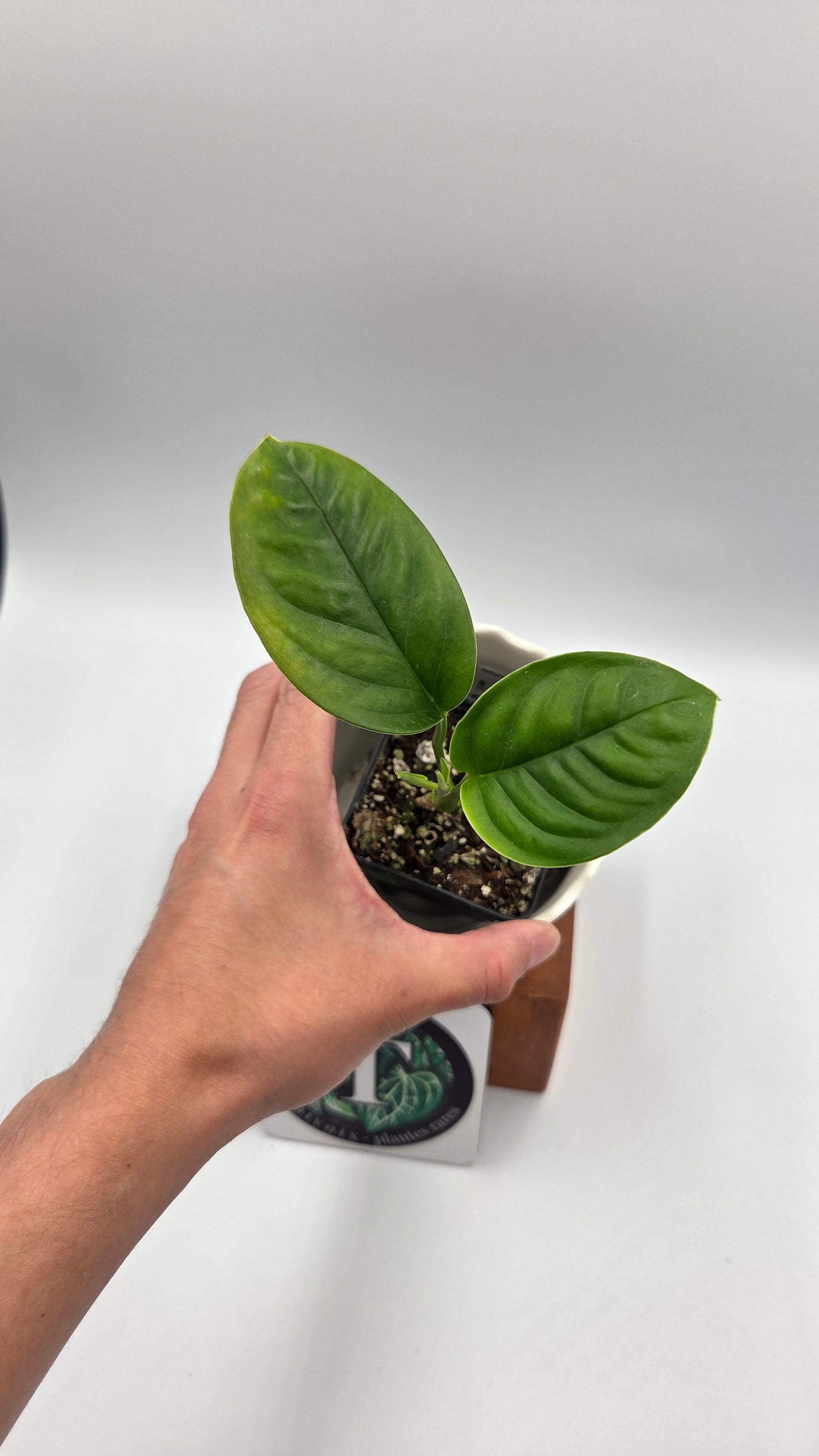 Monstera Obliqua Aff Limon (MON-551)