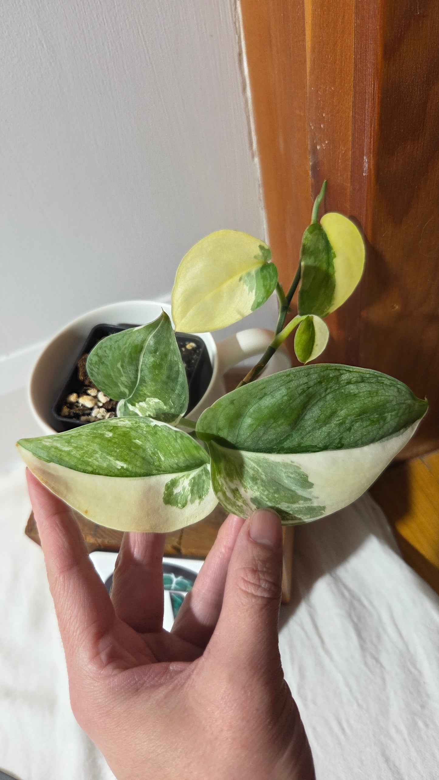 Scindapsus Silver Tattoo Variegata (SCI-698)