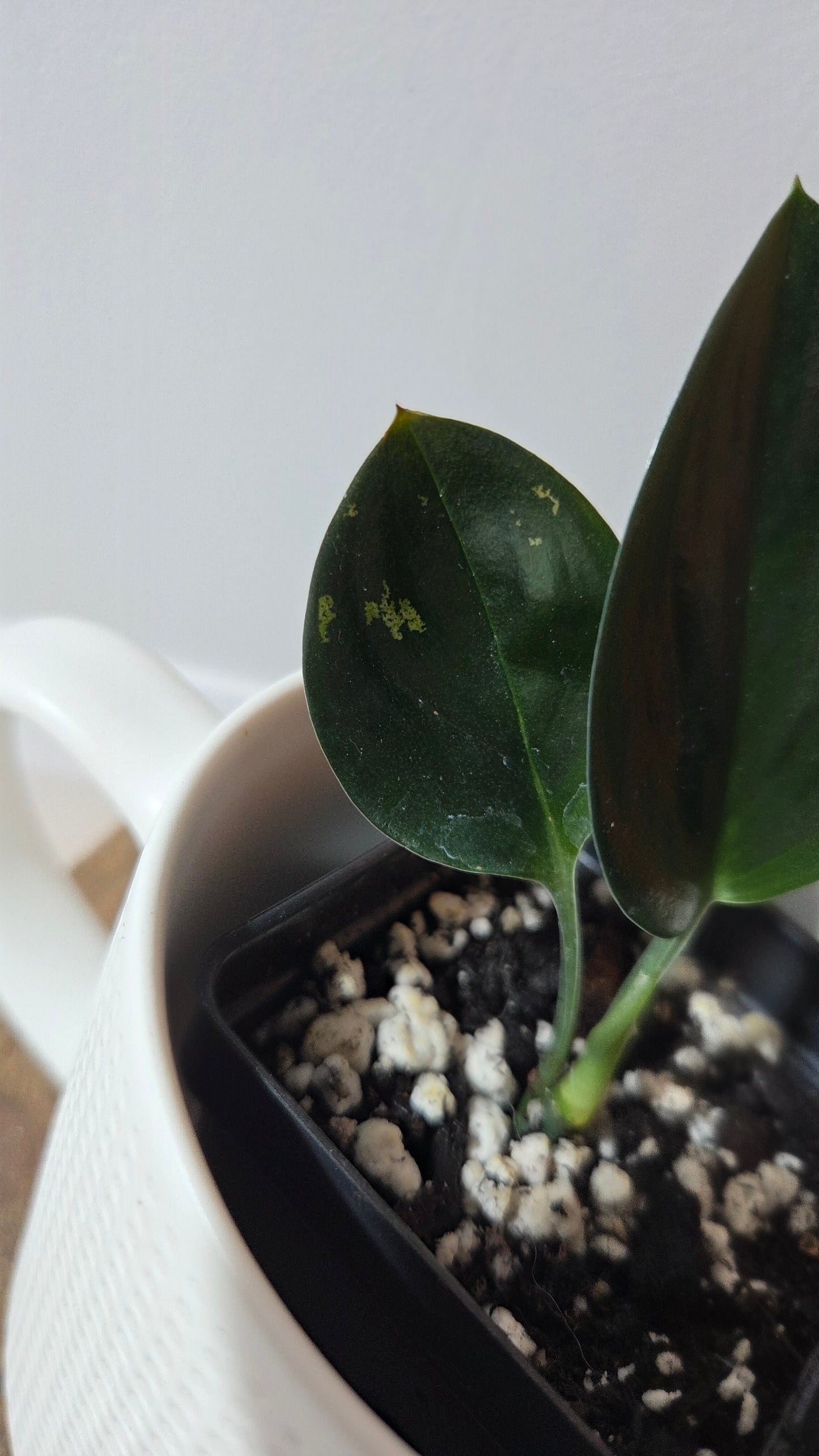 Scindapsus Treubii Dark Form (SCI-1362)