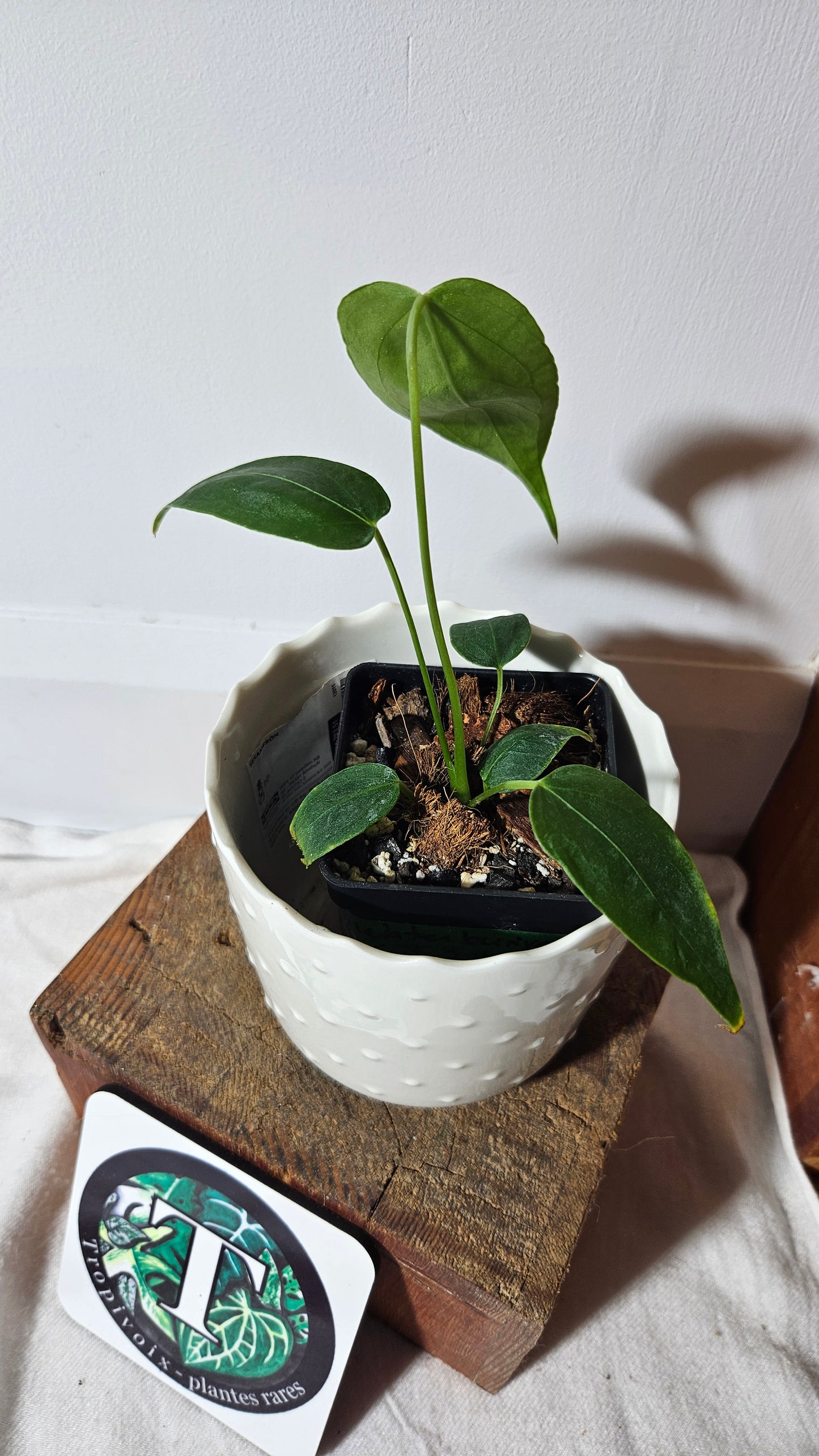 Anthurium Waterburyanum "format PETIT" (ANT-260)