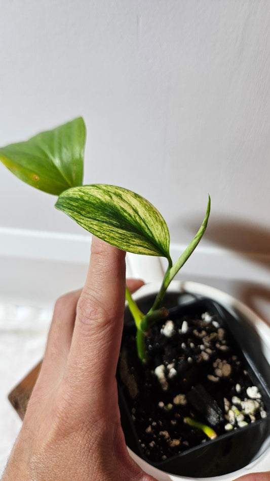 Scindapsus Longistipitatum Mint (SCI-1315)