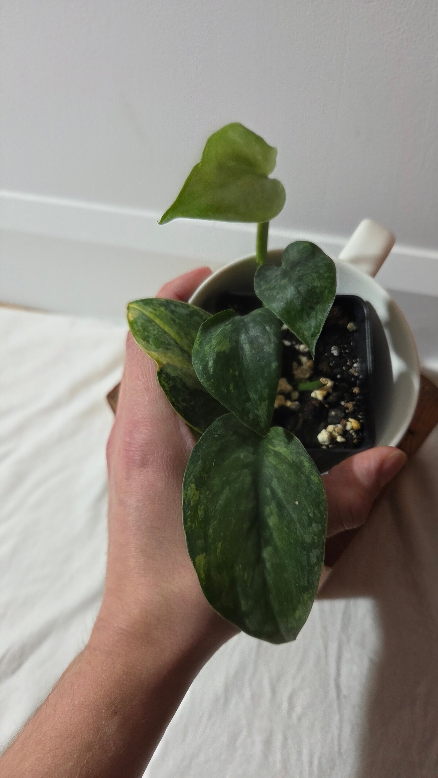 Scindapsus Pusaka (SCI-1425)