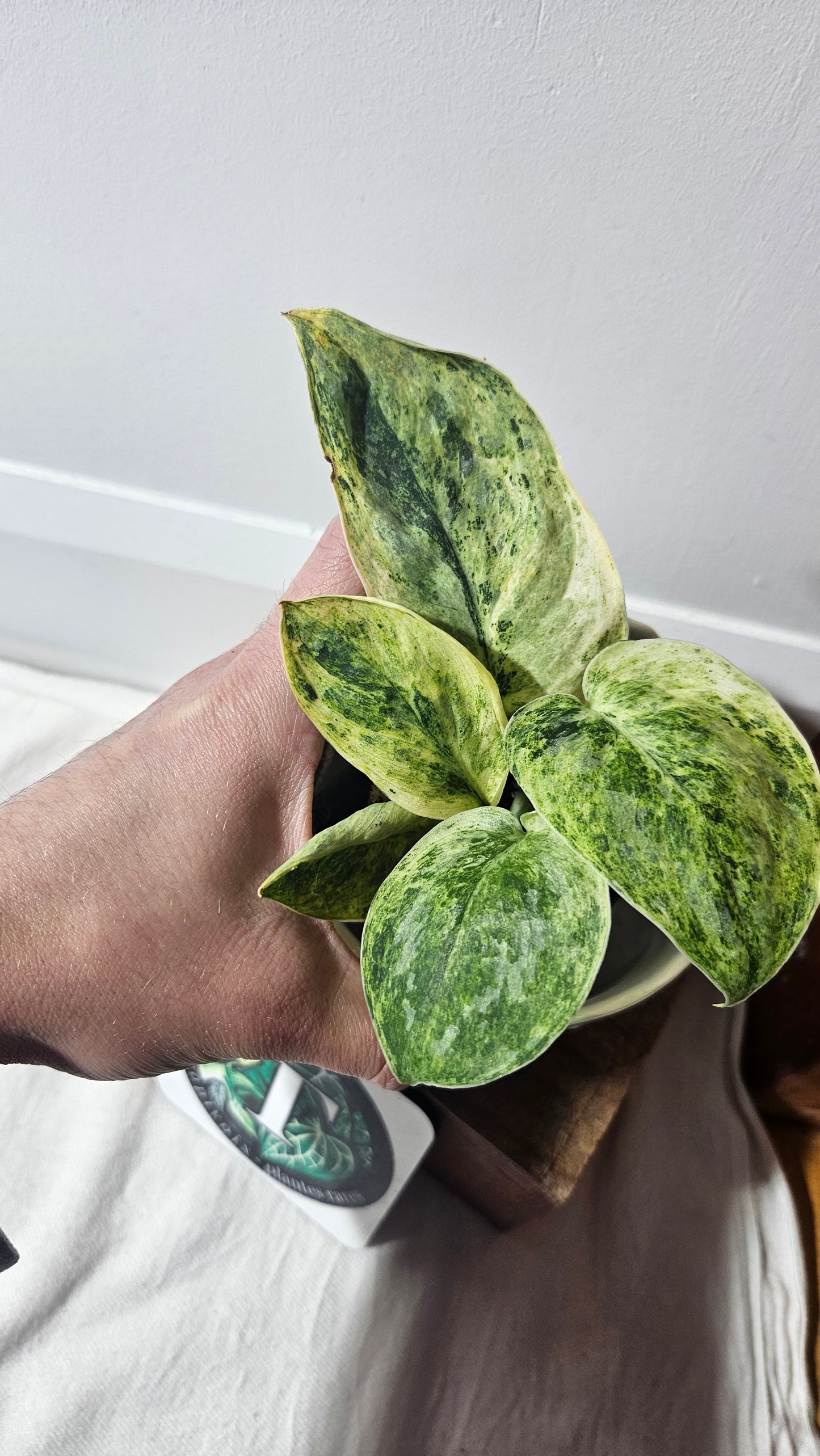 Scindapsus Tembaga (SCI-954)