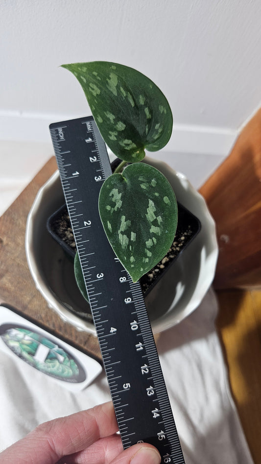 Scindapsus Tricolore Duff (SCI-546)