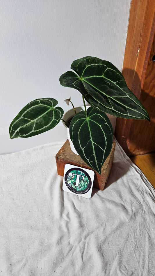 Anthurium Crystallinum Dark (ANT-415)