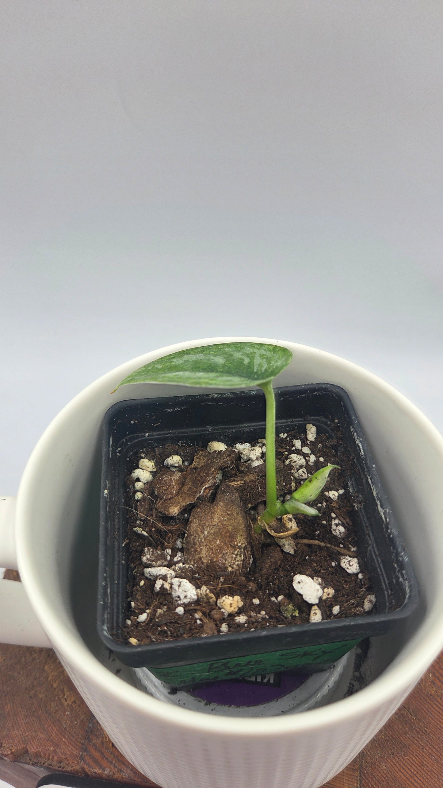 Scindapsus Blue Sky (SCI-1382)