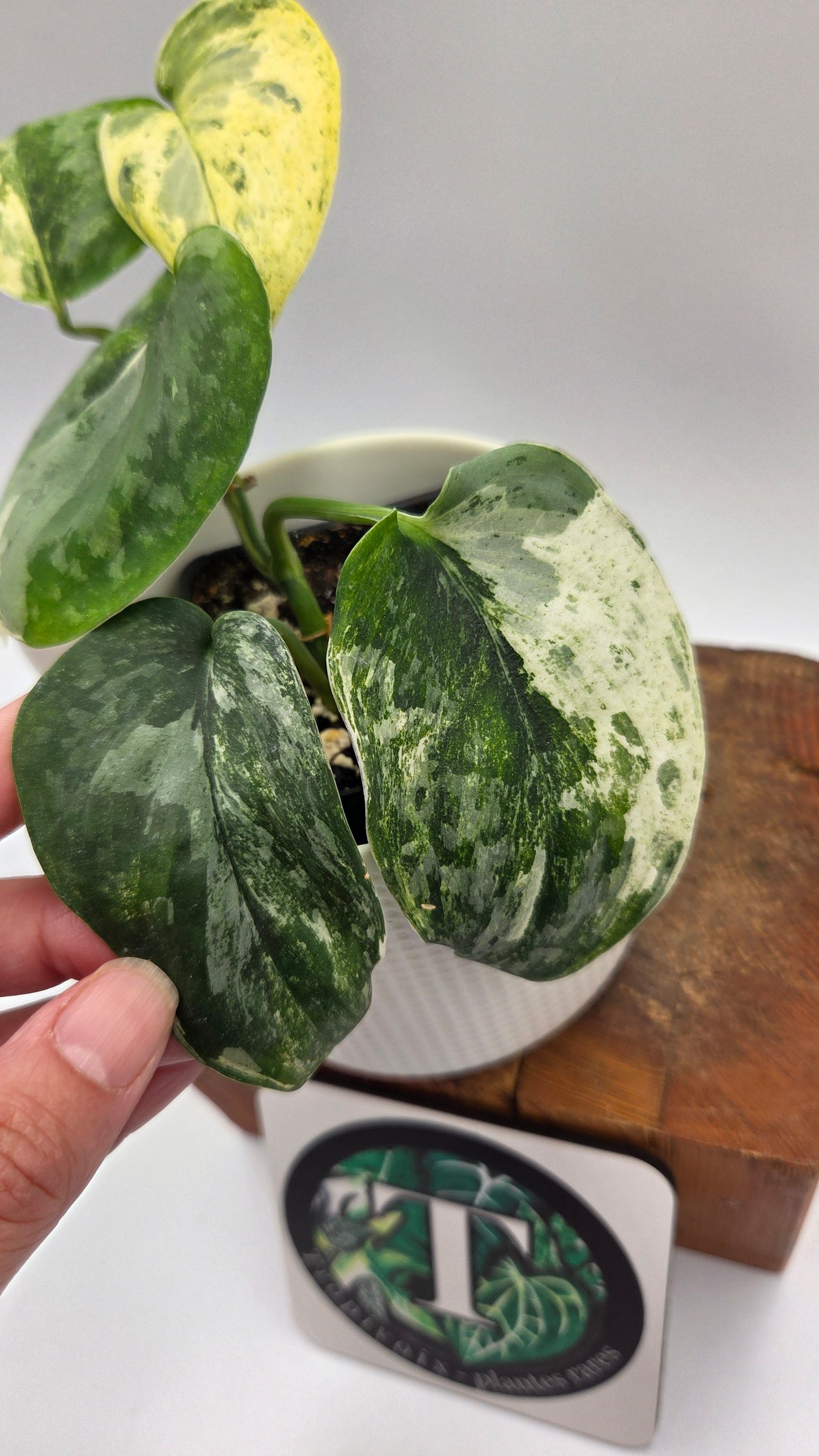 Scindapsus Exotica Salaka Variegata (SCI-702)