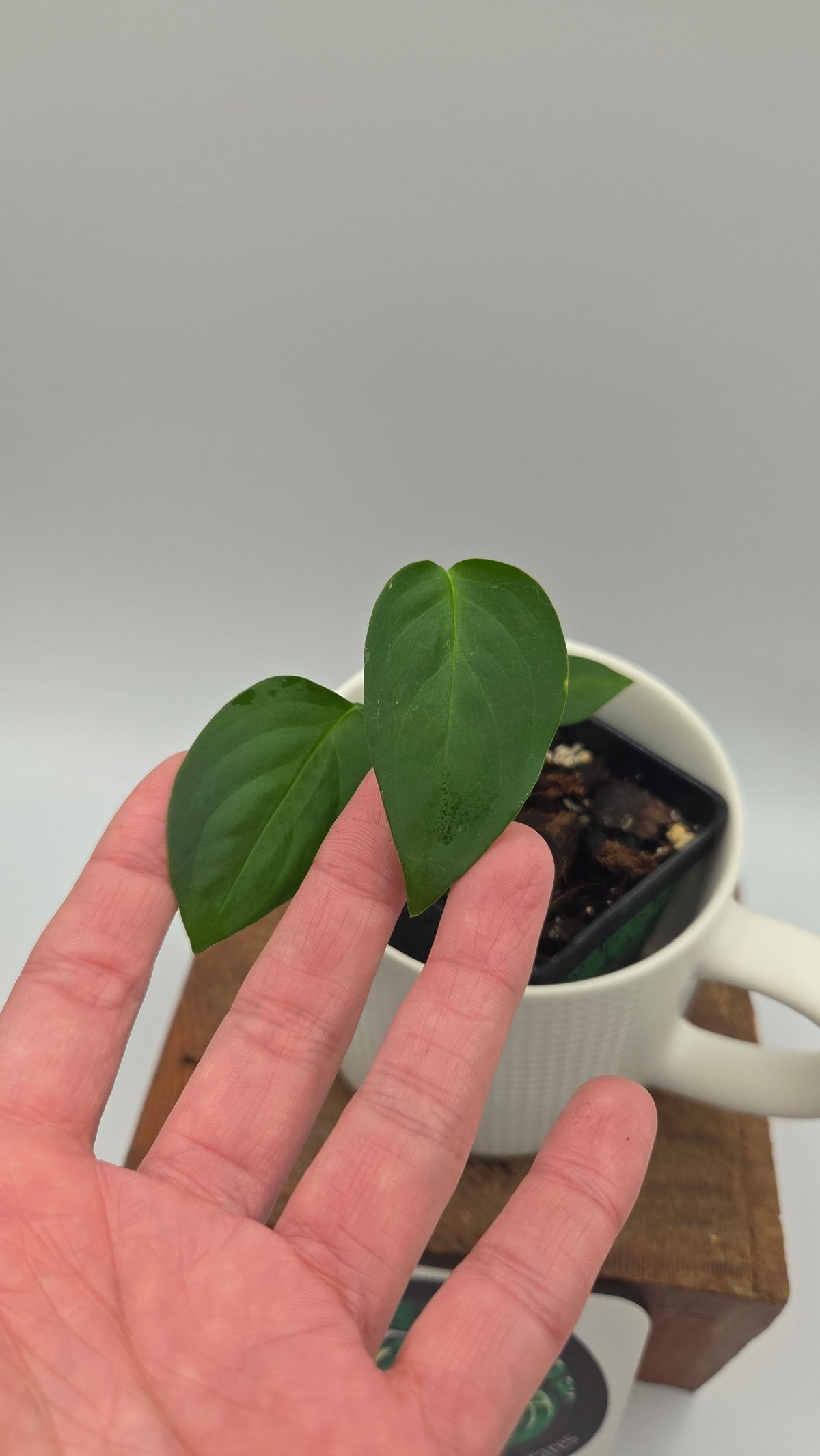 Monstera Obliqua Aff Indanza (MON-284)