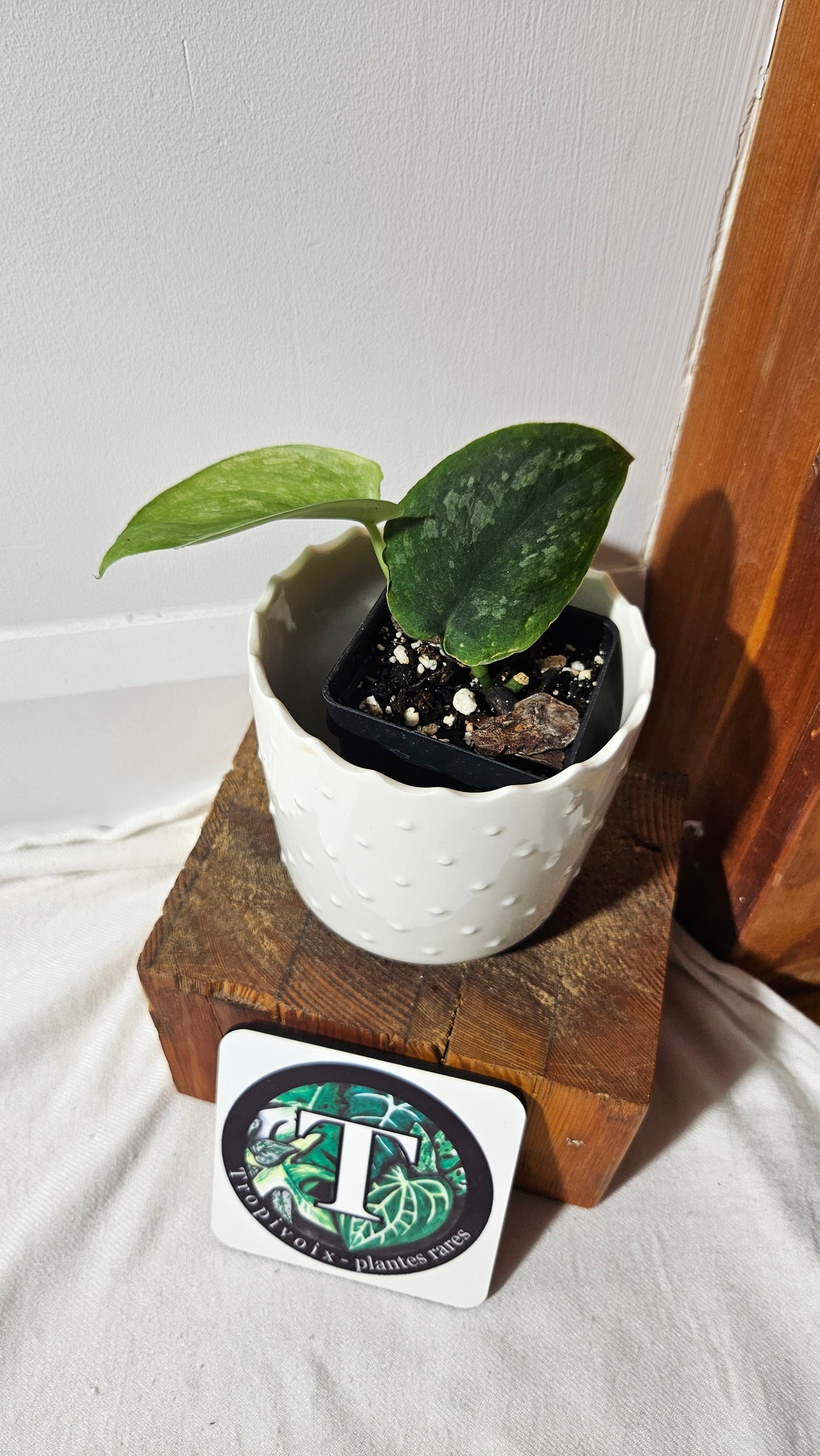 Scindapsus Silver Splash "Green on Green" (SCI-1031)