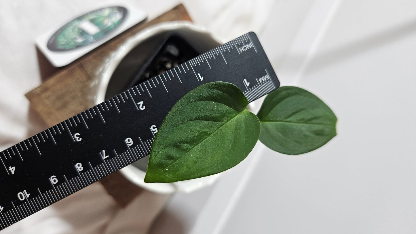 Monstera Obliqua Aff Indanza (MON-199)