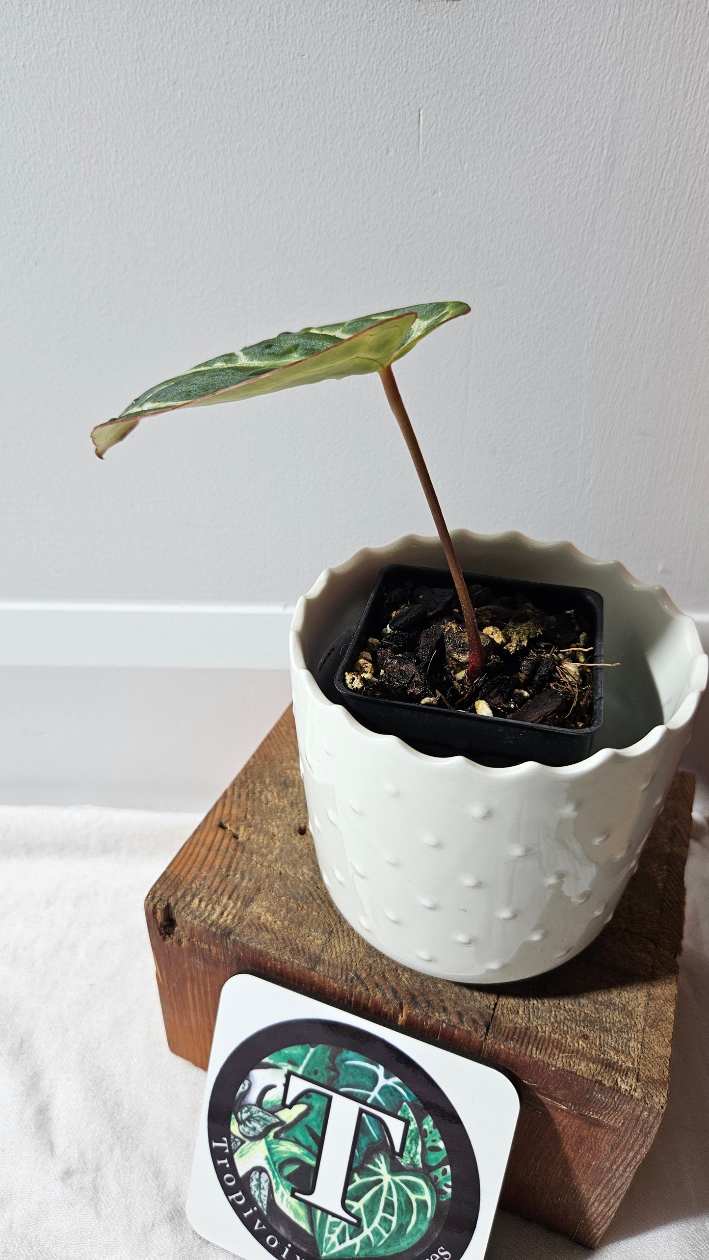 Anthurium Crystallinum (d'équateur) "format PETIT" (ANT-544)