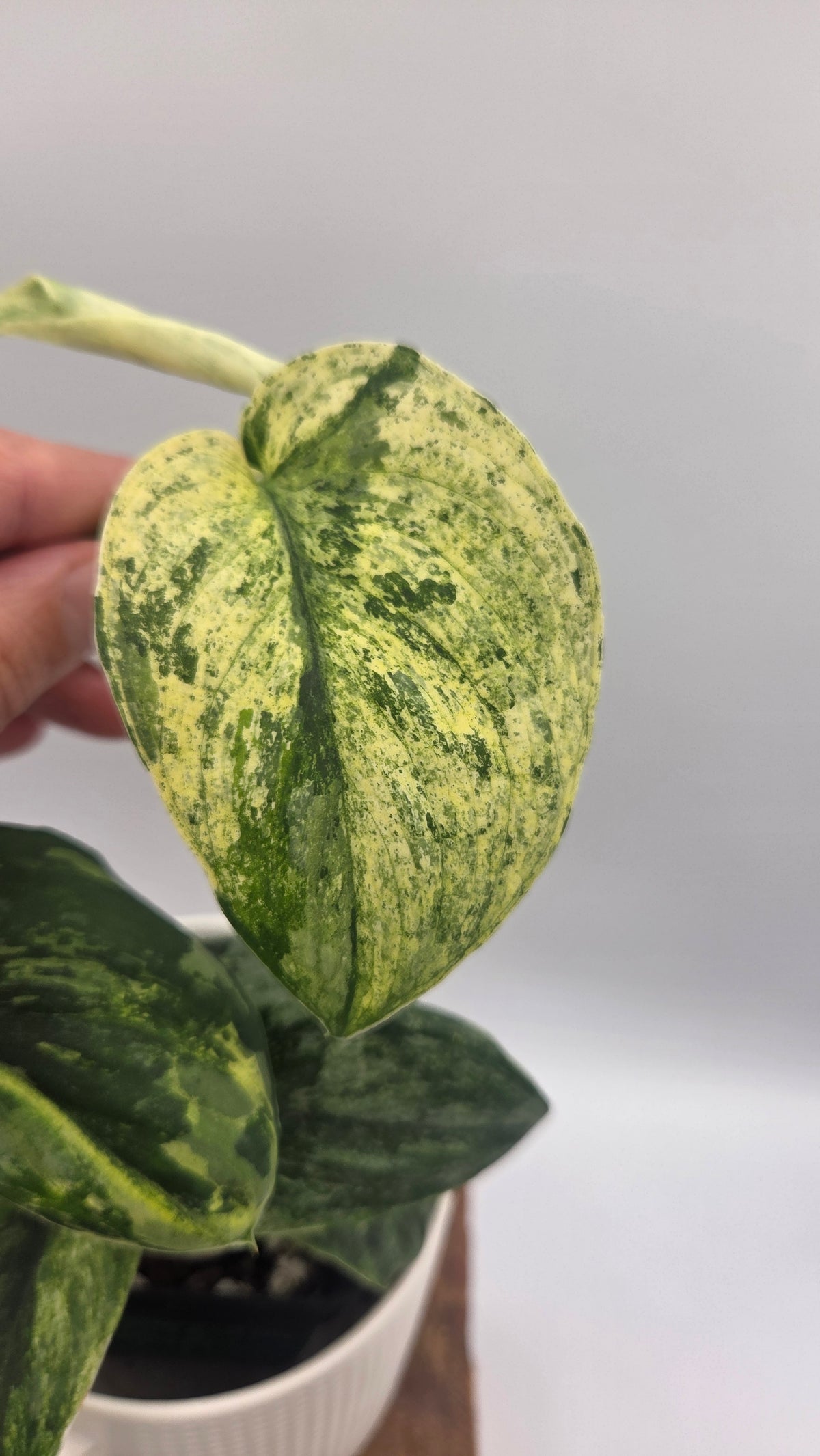 Scindapsus Silver Splash Tricolore (SCI-1231)