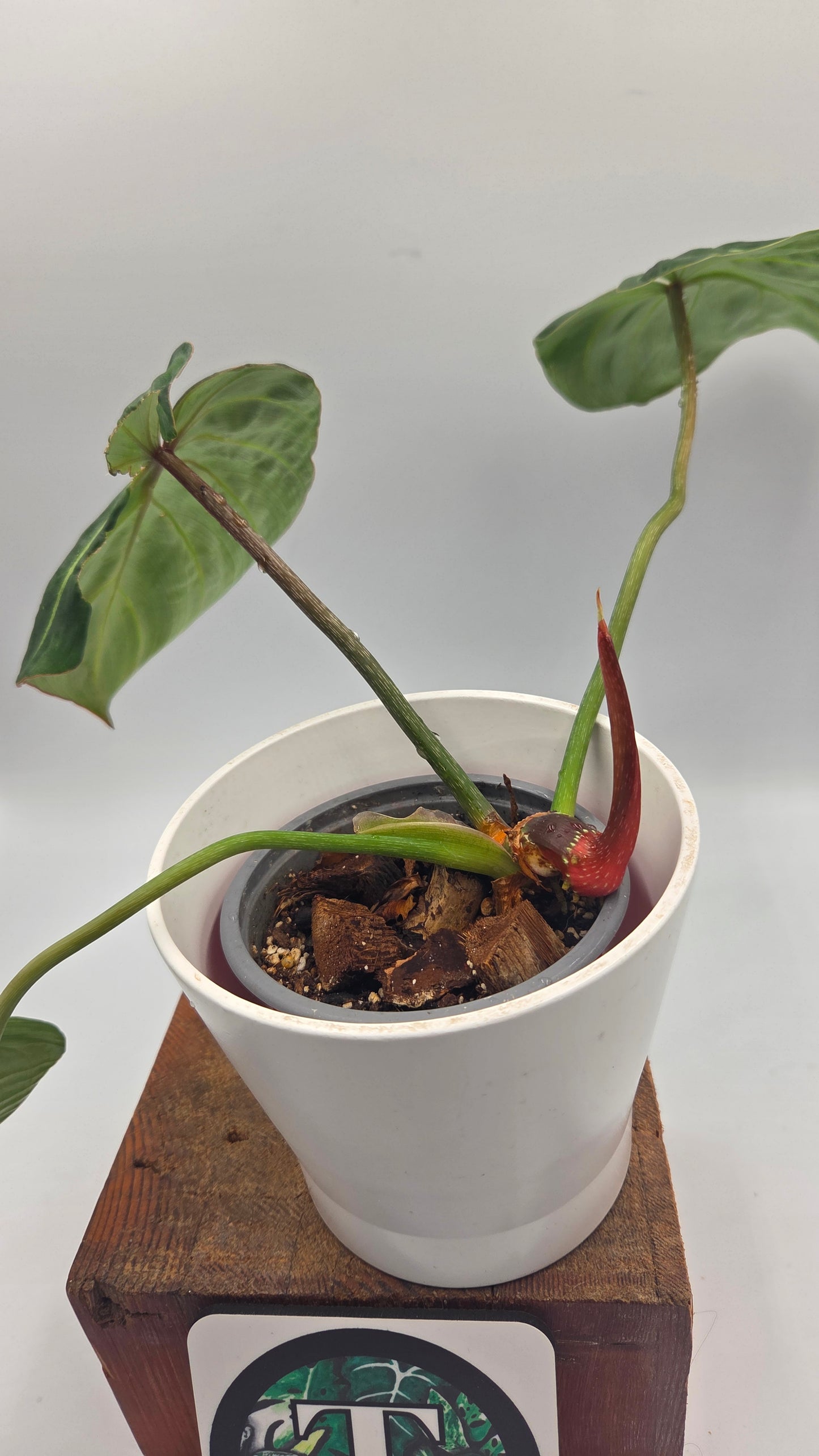 Philodendron Gloriosum Pink (PHI-1047)