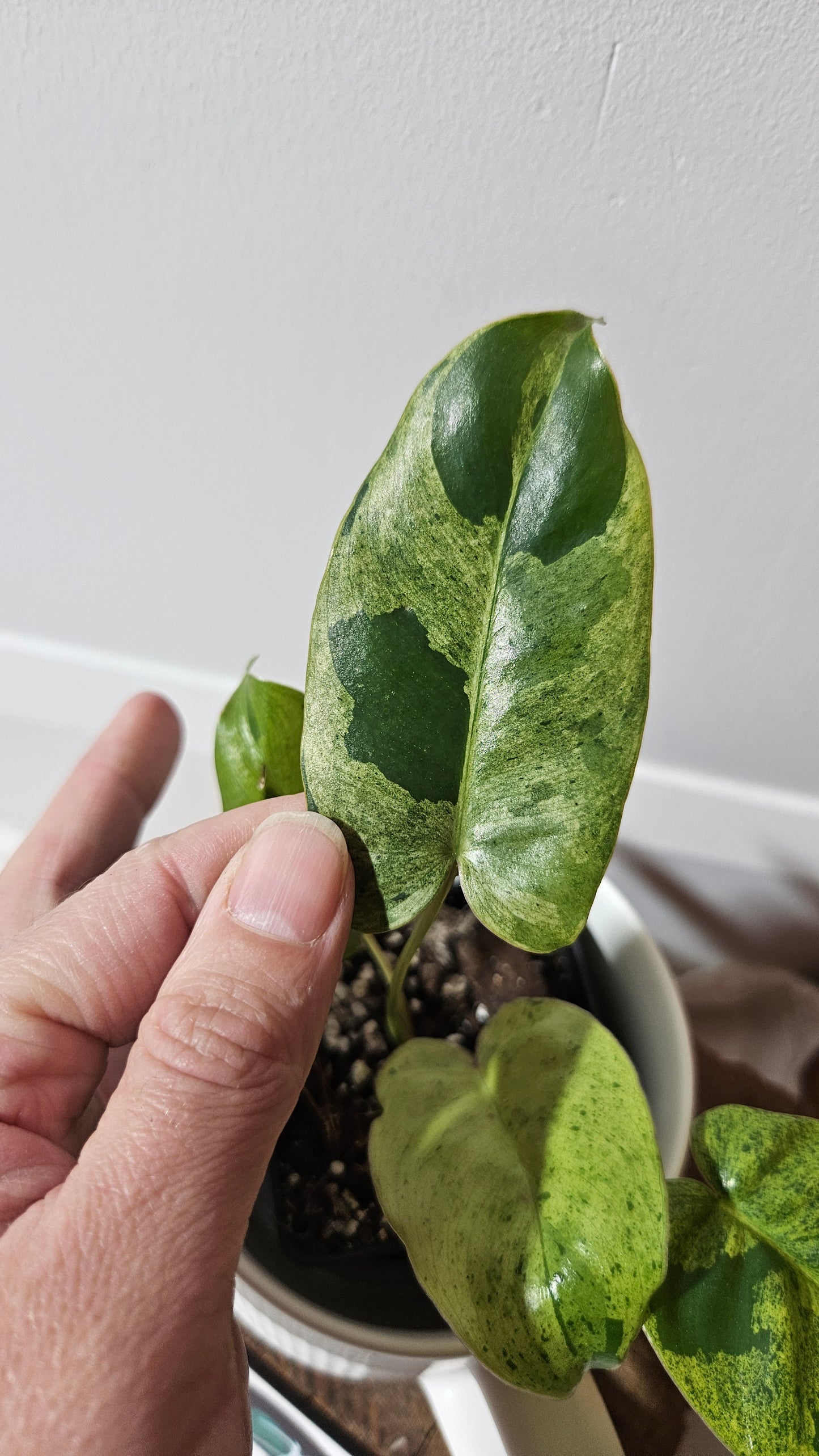 Philodendron BurleMarx Variegata  X Paraiso Verde (PHI-948)